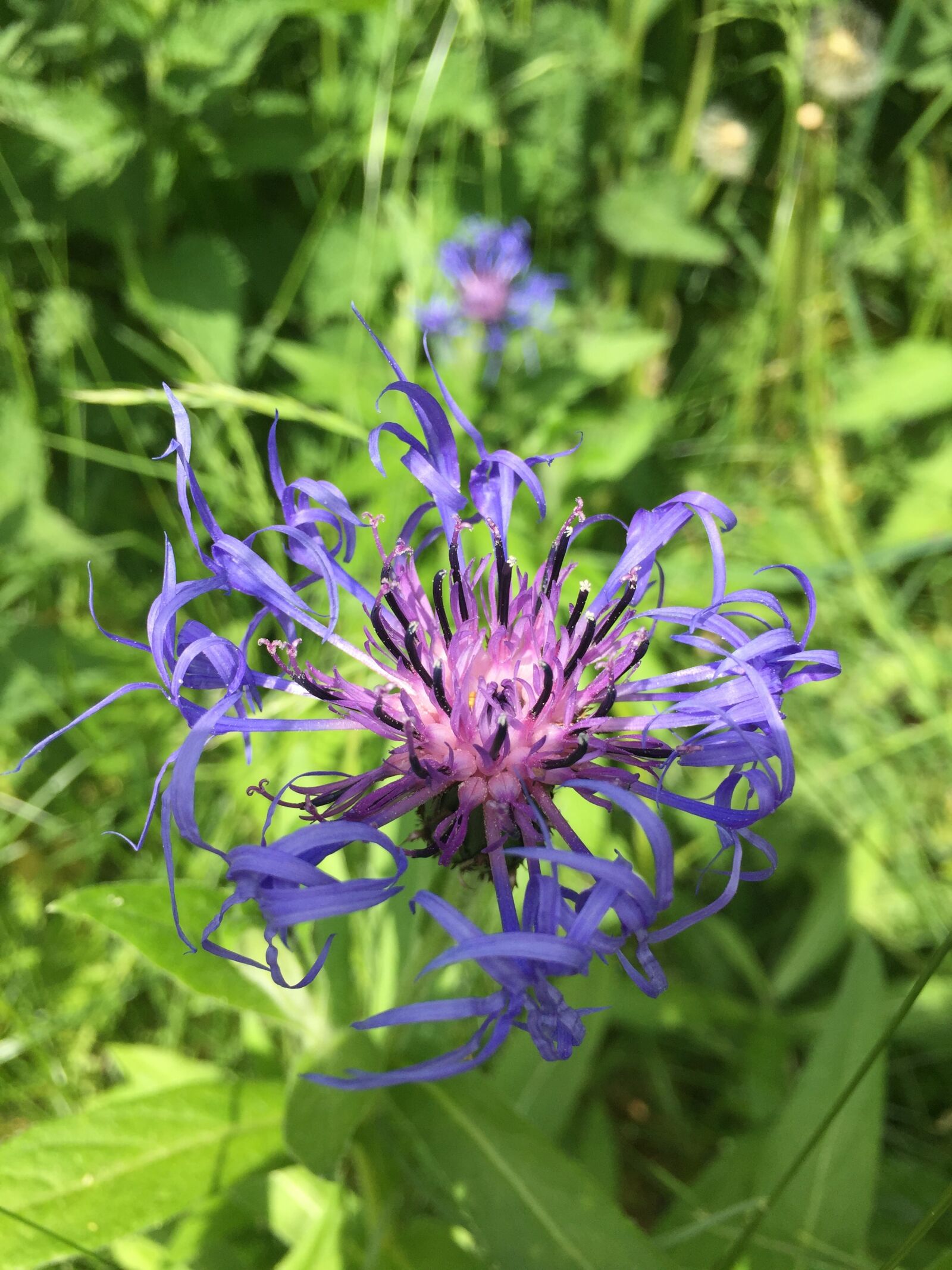 Apple iPhone 6 sample photo. Cornflower, flower, summer photography