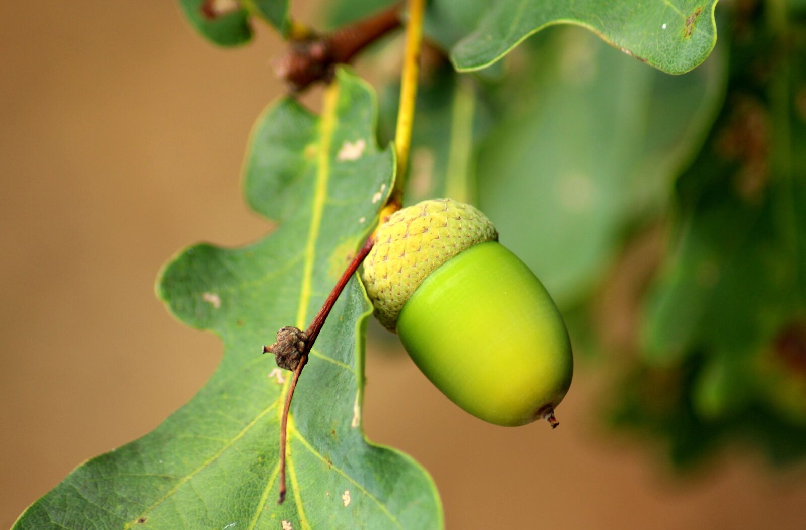 Canon EOS 1200D (EOS Rebel T5 / EOS Kiss X70 / EOS Hi) sample photo. Acorn, oak, seedpod photography