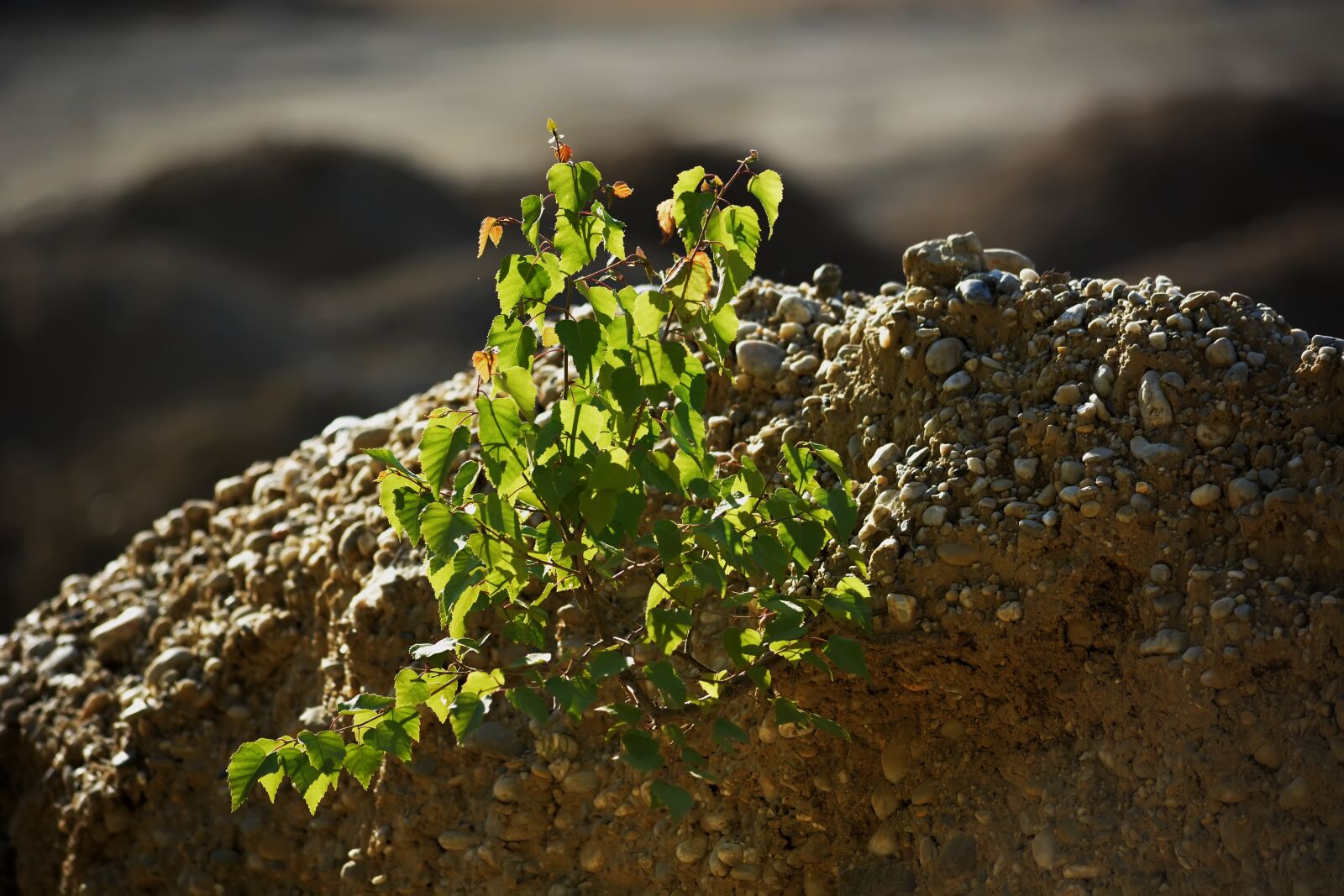 Nikon D5200 sample photo. Land, stones, branch photography