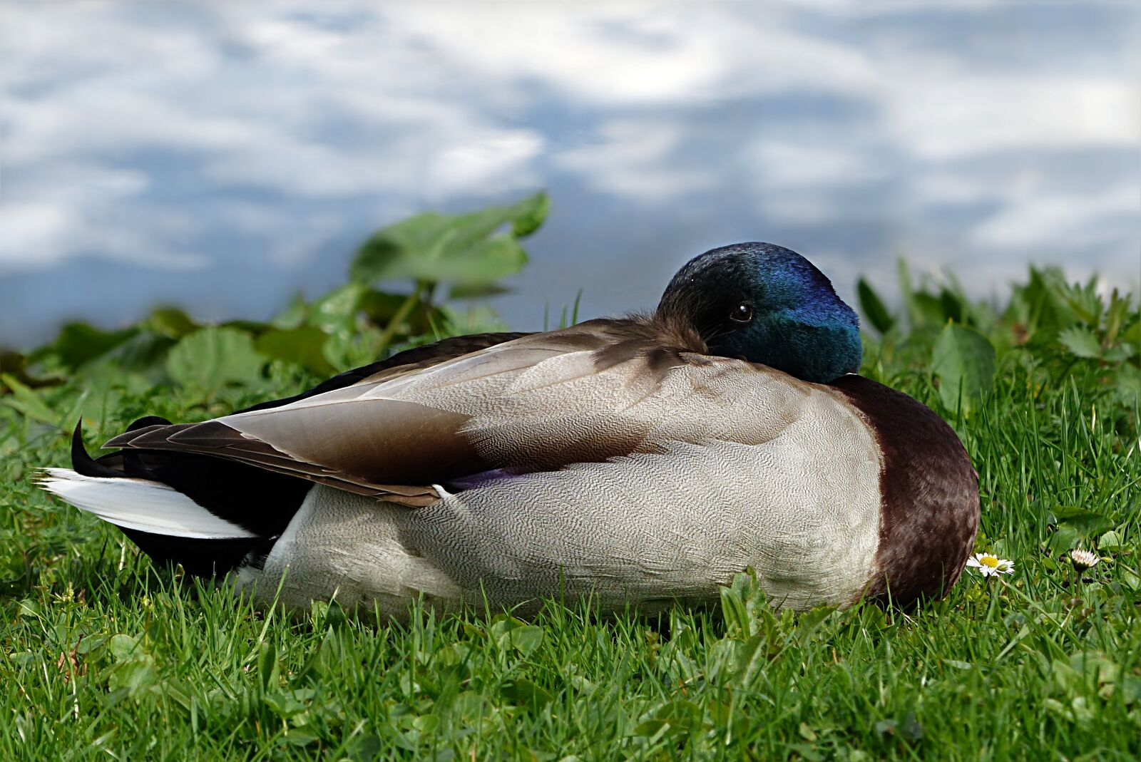 Panasonic Lumix DMC-FZ200 sample photo. Bird, nature, duck photography
