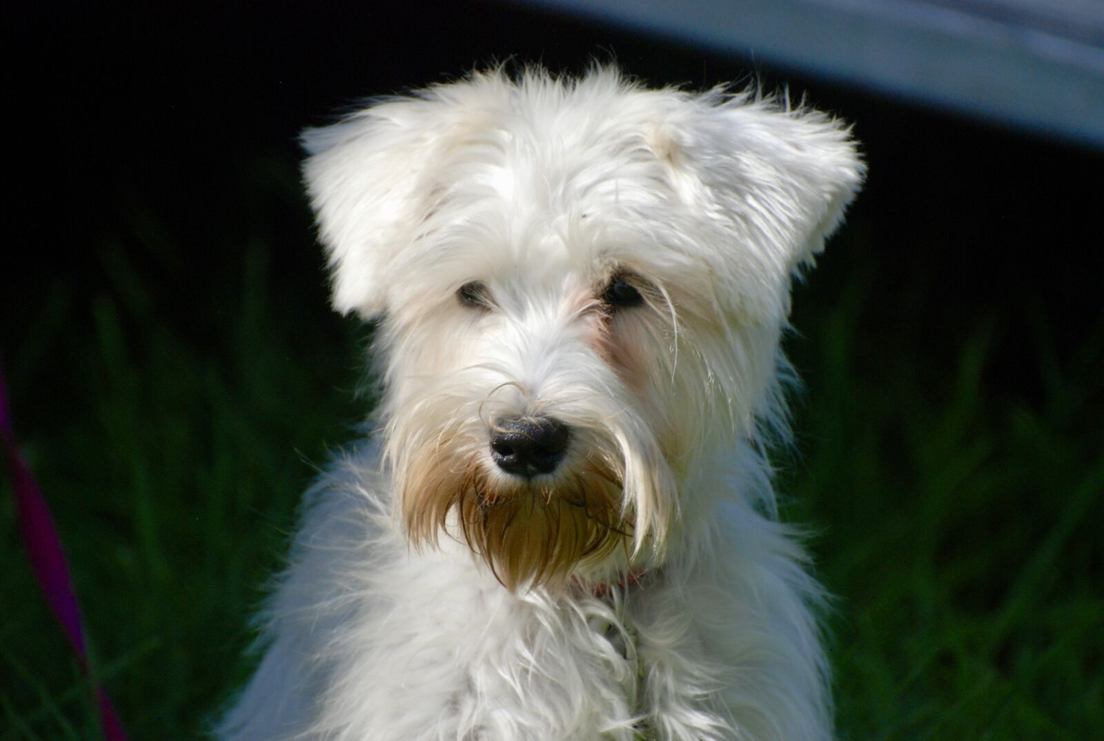 Nikon D80 sample photo. Cute, white, dog photography