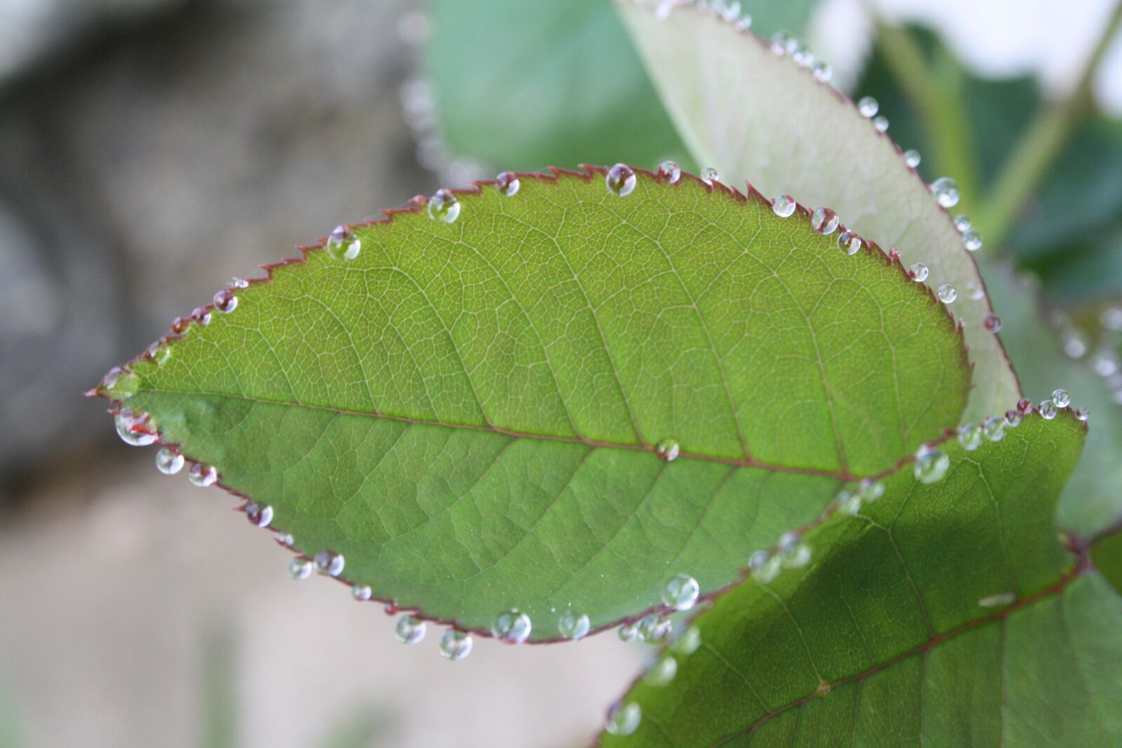 Canon EOS 1000D (EOS Digital Rebel XS / EOS Kiss F) sample photo. Leaf, rosebush, drop of photography