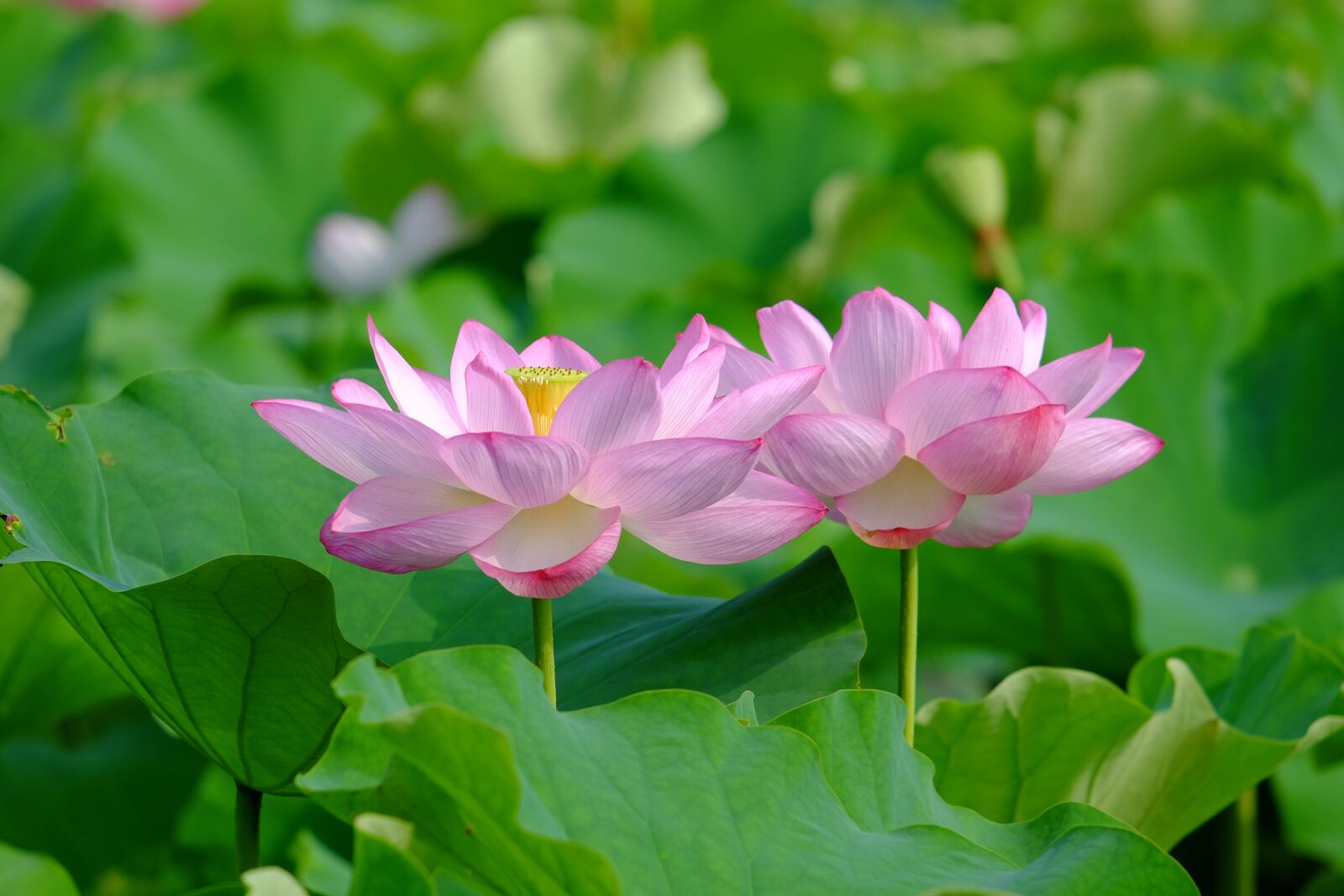 Fujifilm XF 55-200mm F3.5-4.8 R LM OIS sample photo. Lotus, flower, summer photography