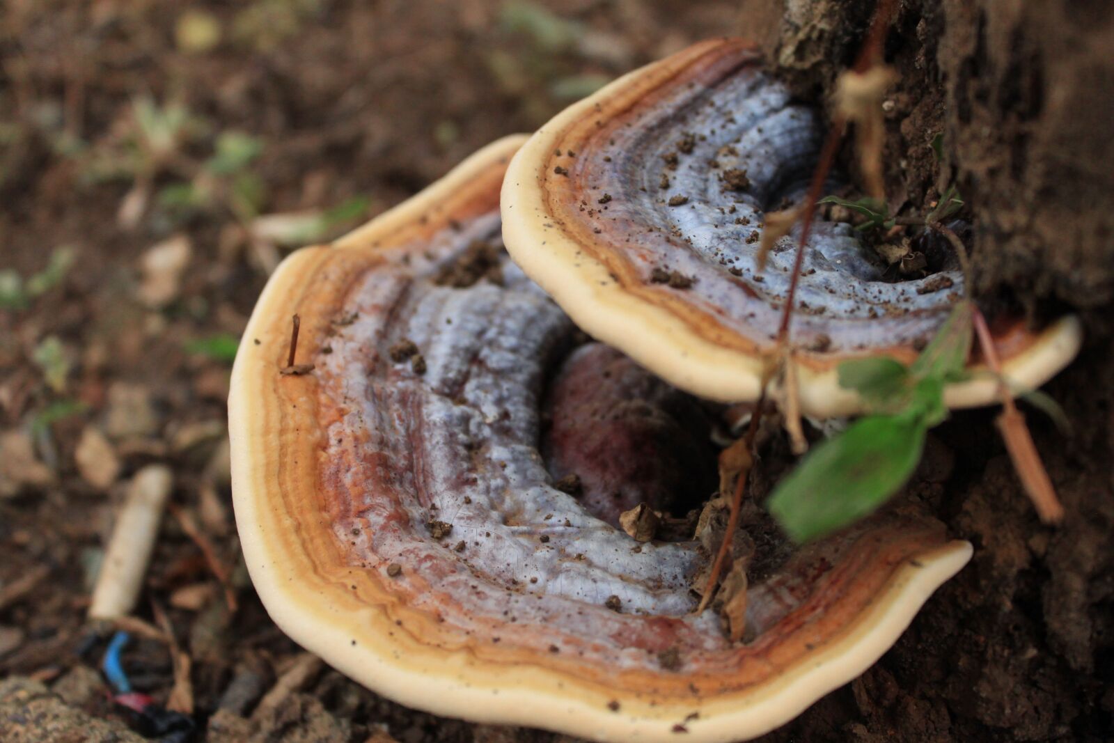 Canon EOS 500D (EOS Rebel T1i / EOS Kiss X3) sample photo. Colurful, fungi, mushroom photography