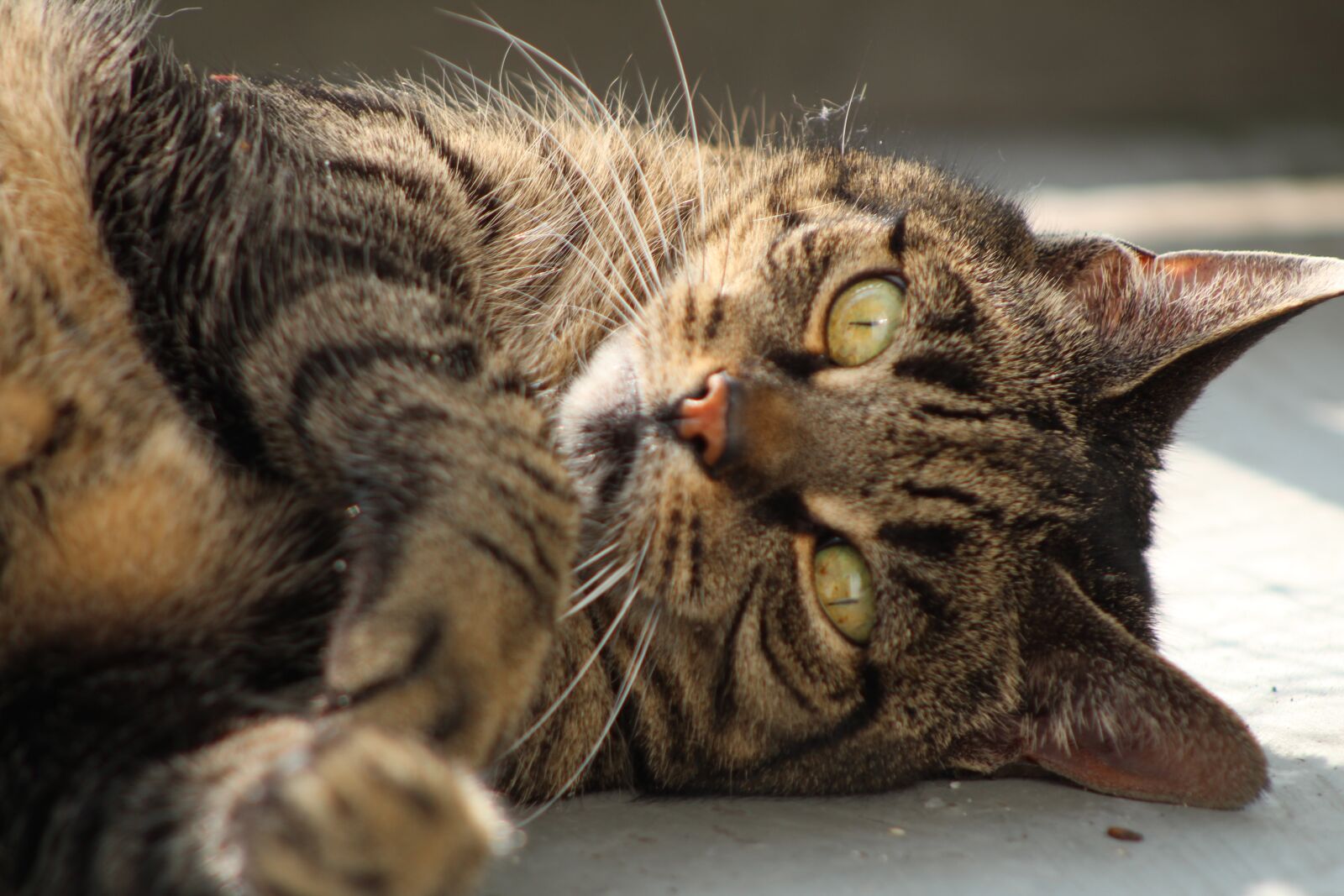 Canon EF75-300mm f/4-5.6 sample photo. Cat, care, pet photography