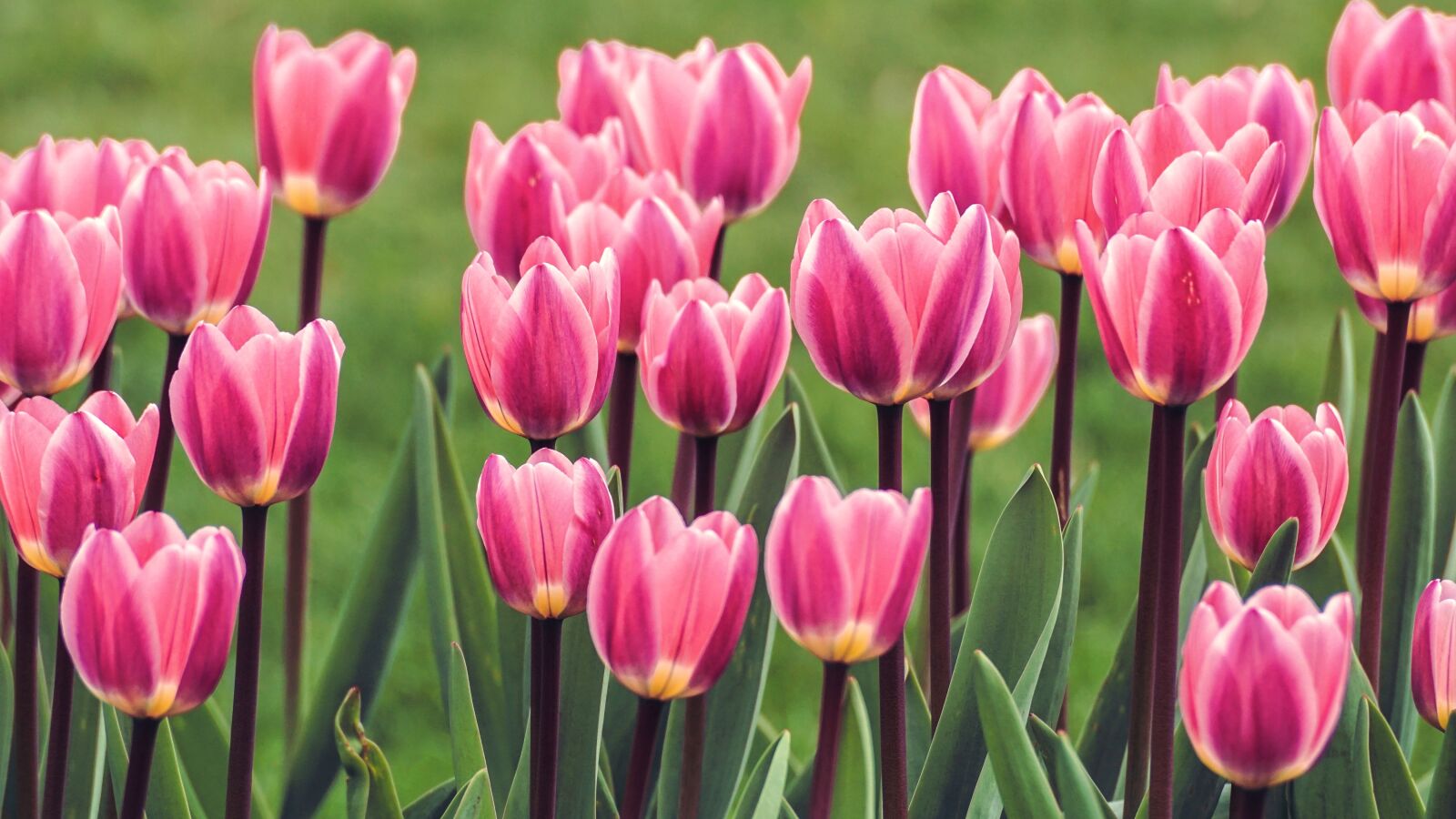 Sony DT 55-300mm F4.5-5.6 SAM sample photo. Tulips, flowers, spring photography