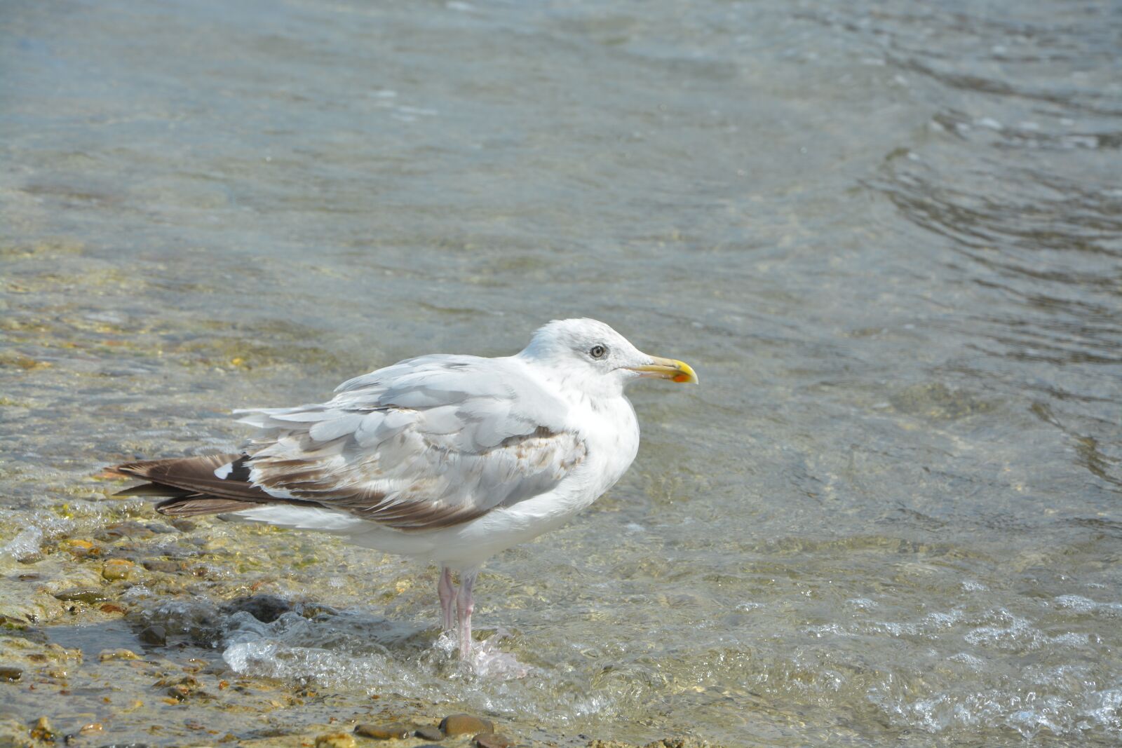 Nikon D5200 sample photo. Seagull, sea, silver gull photography