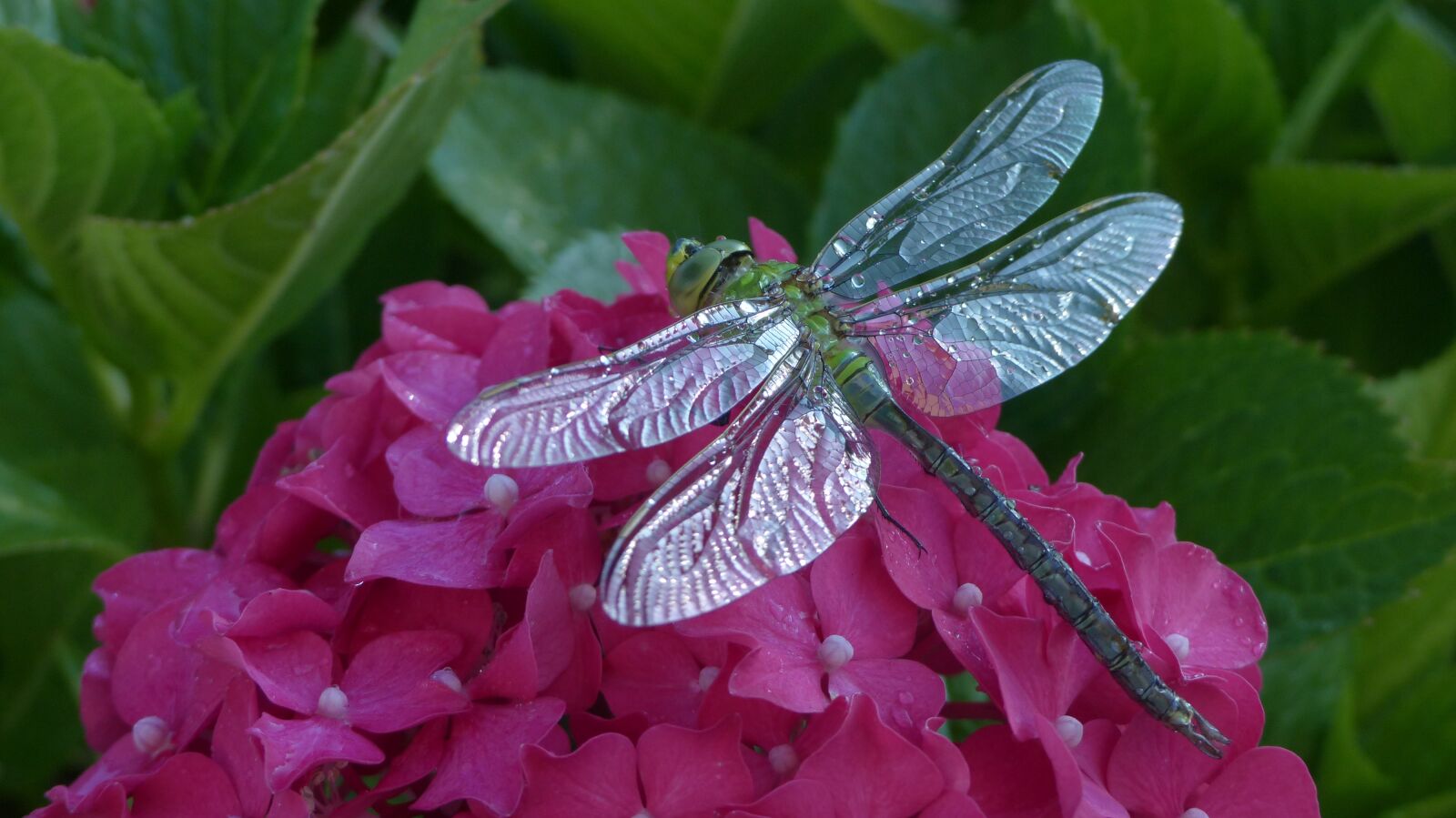 Panasonic Lumix DMC-FZ200 sample photo. Dragonfly, hortensia, animals photography