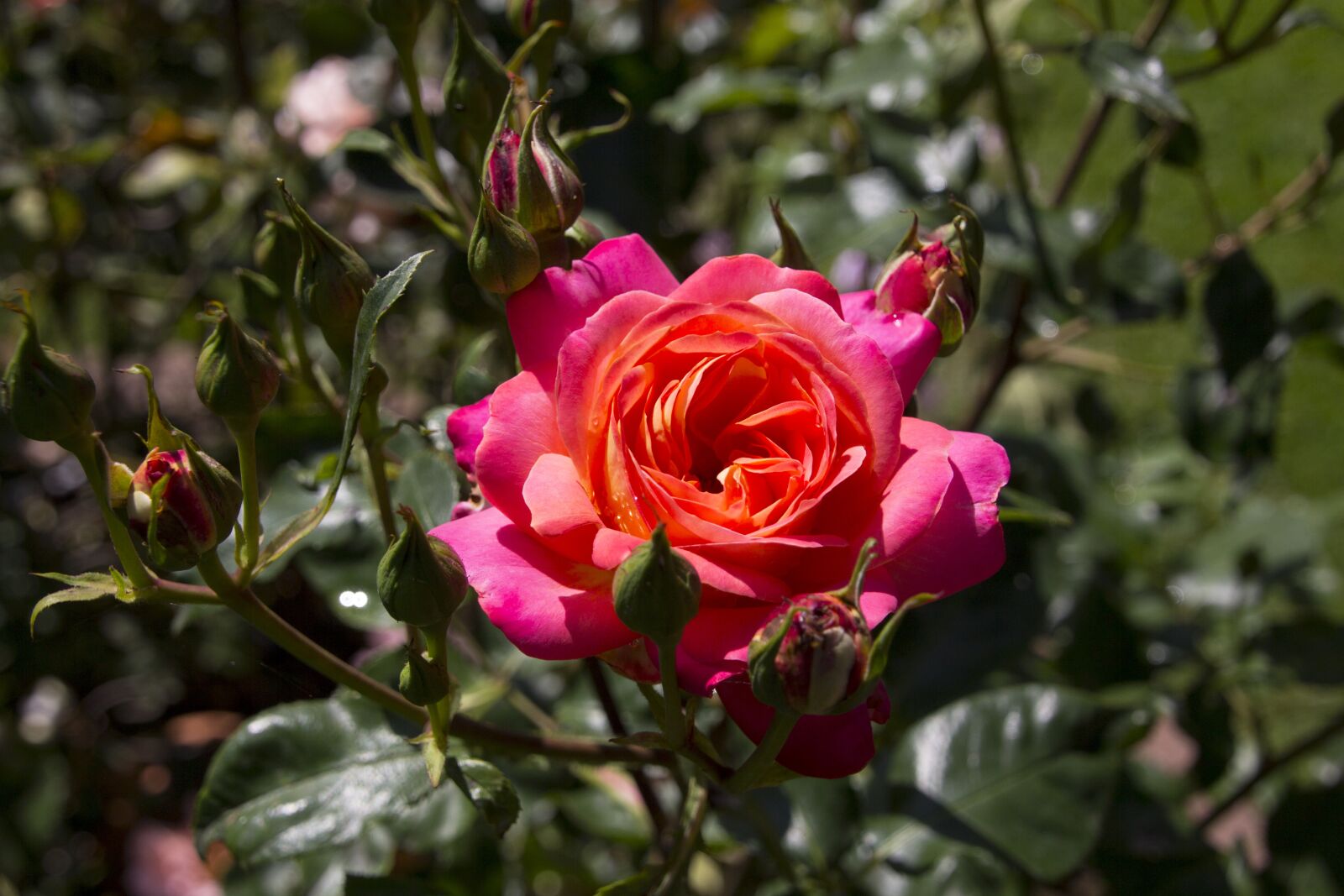 Canon EOS 60D sample photo. Rose, flower, blossom photography