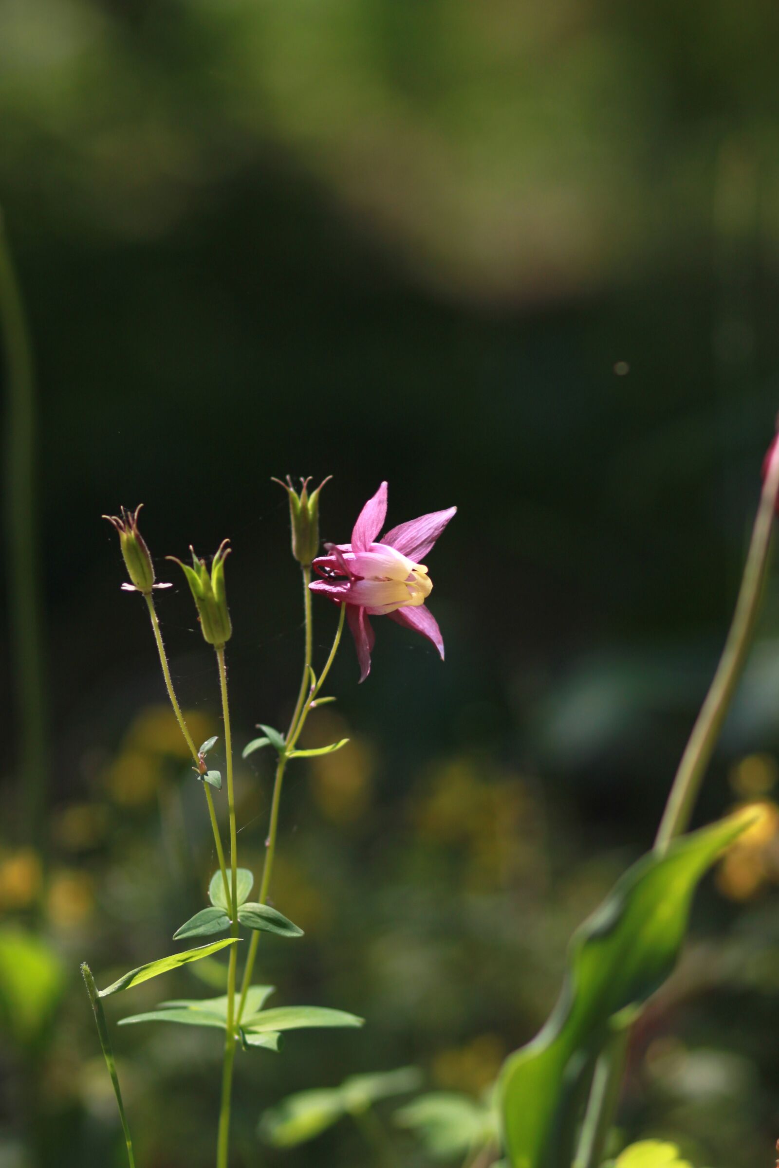 Canon EOS 500D (EOS Rebel T1i / EOS Kiss X3) sample photo. Nature, plants, flowers photography