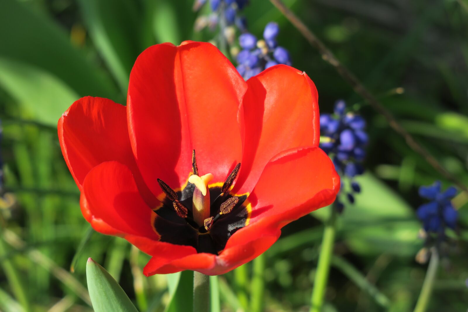 Canon PowerShot G3 X sample photo. Tulip, blossom, bloom photography