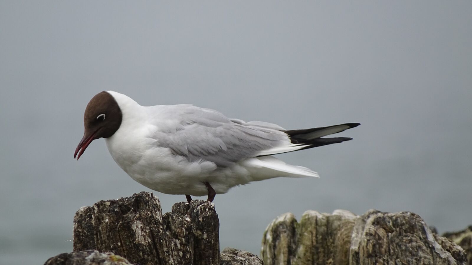 Sony Cyber-shot DSC-HX350 sample photo. The baltic sea, bird photography