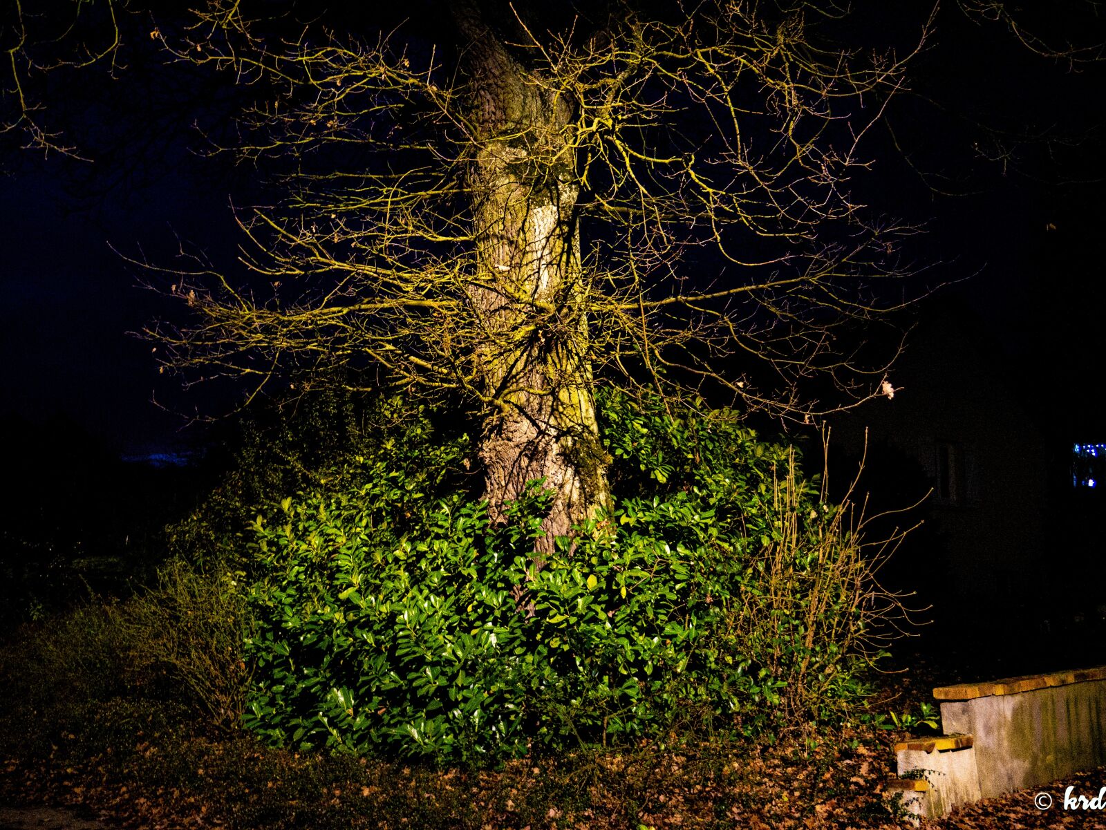 Panasonic Lumix DMC-G85 (Lumix DMC-G80) + LUMIX G VARIO 12-60/F3.5-5.6 sample photo. Trees, night, dark photography