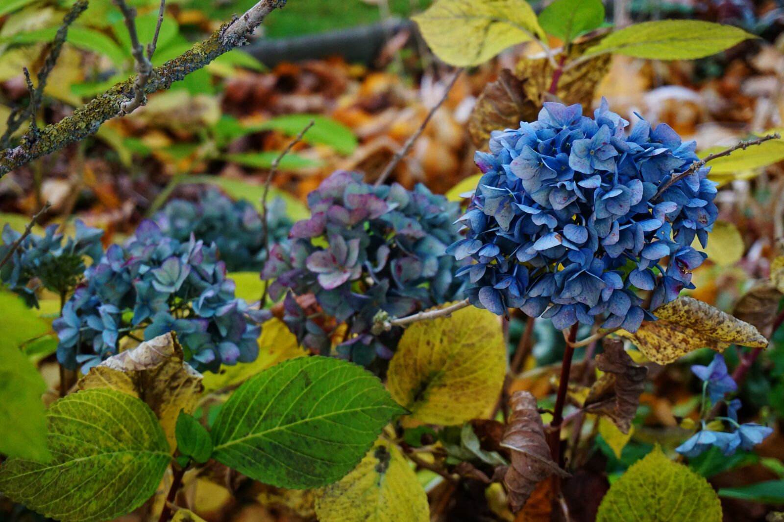 Sony a6000 sample photo. Autumn, nature, golden autumn photography