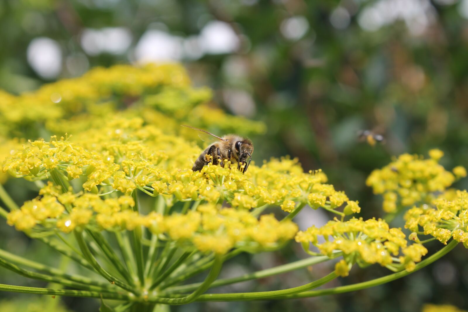 Canon EOS 1100D (EOS Rebel T3 / EOS Kiss X50) sample photo. Bee, flower, fennel photography