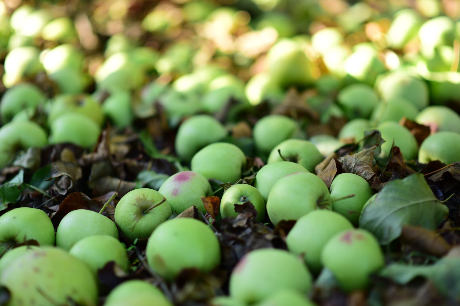 Nikon D750 sample photo. Sad, apples, in the photography