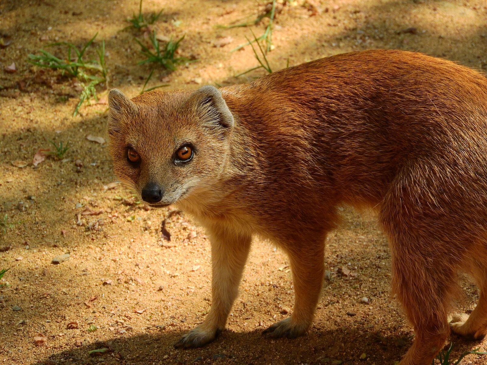 Nikon Coolpix P610 sample photo. Mongoose fox, mongoose, cynictis photography