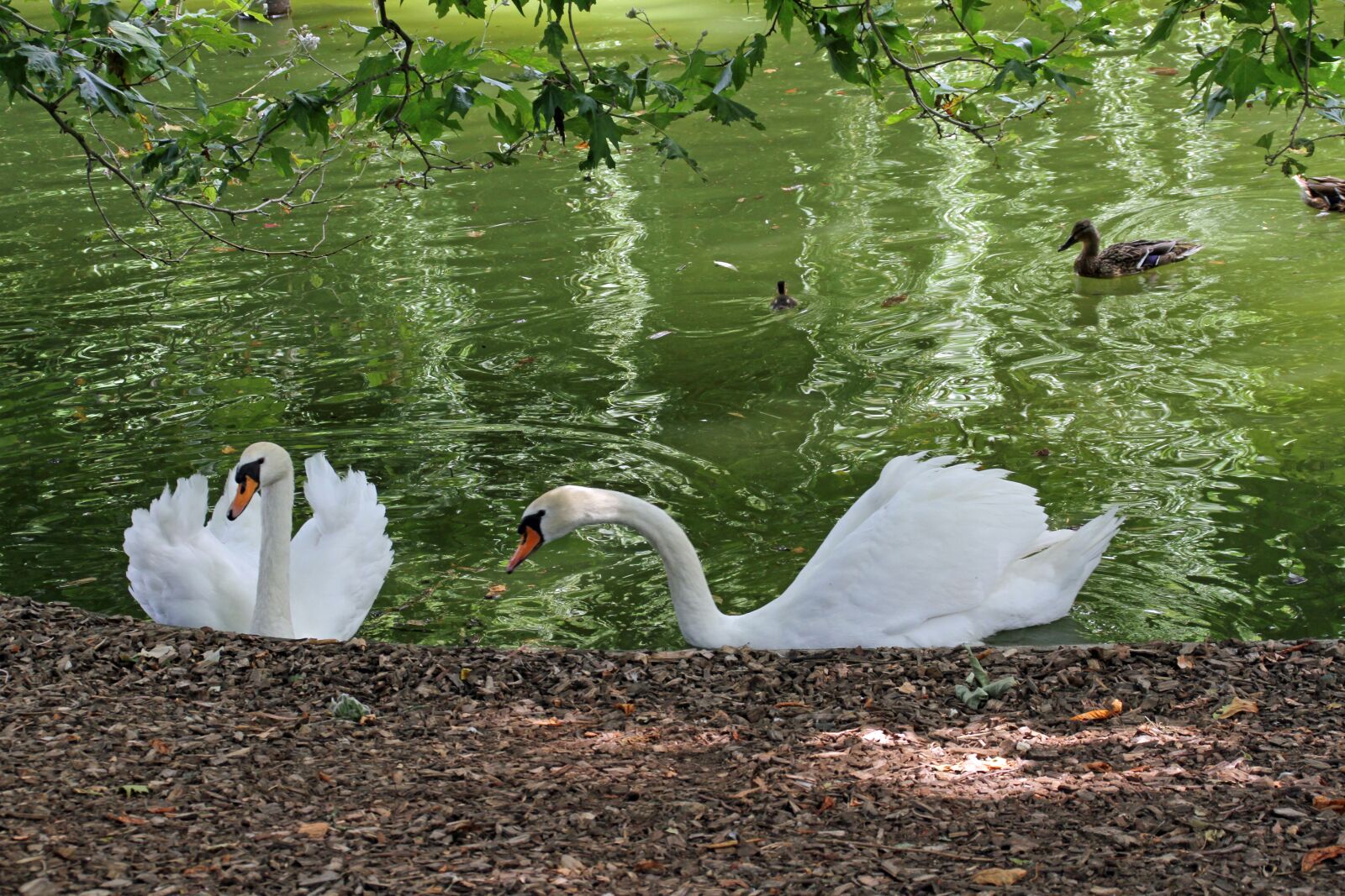 Canon EOS 7D sample photo. Swan, lake, bird photography