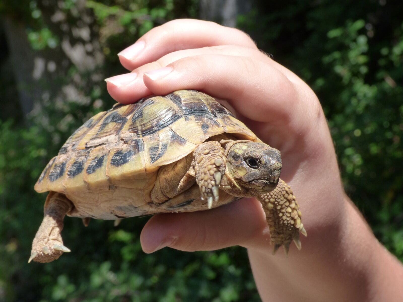 Panasonic Lumix DMC-FZ70 sample photo. Turtle, child hand, breeding photography