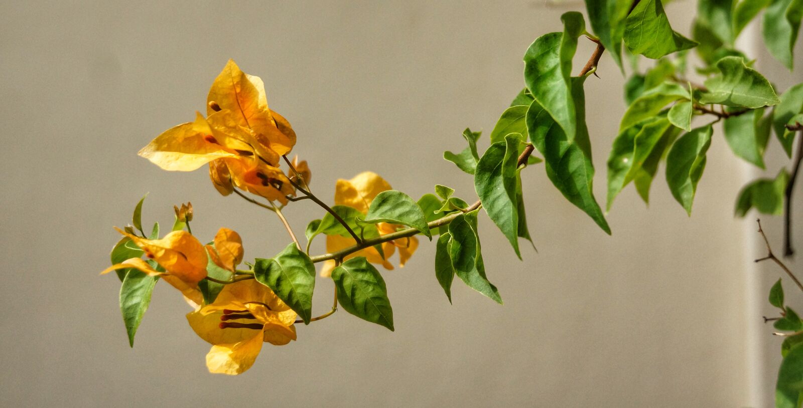 Sony Alpha NEX-7 sample photo. Flower, blossom, plant photography