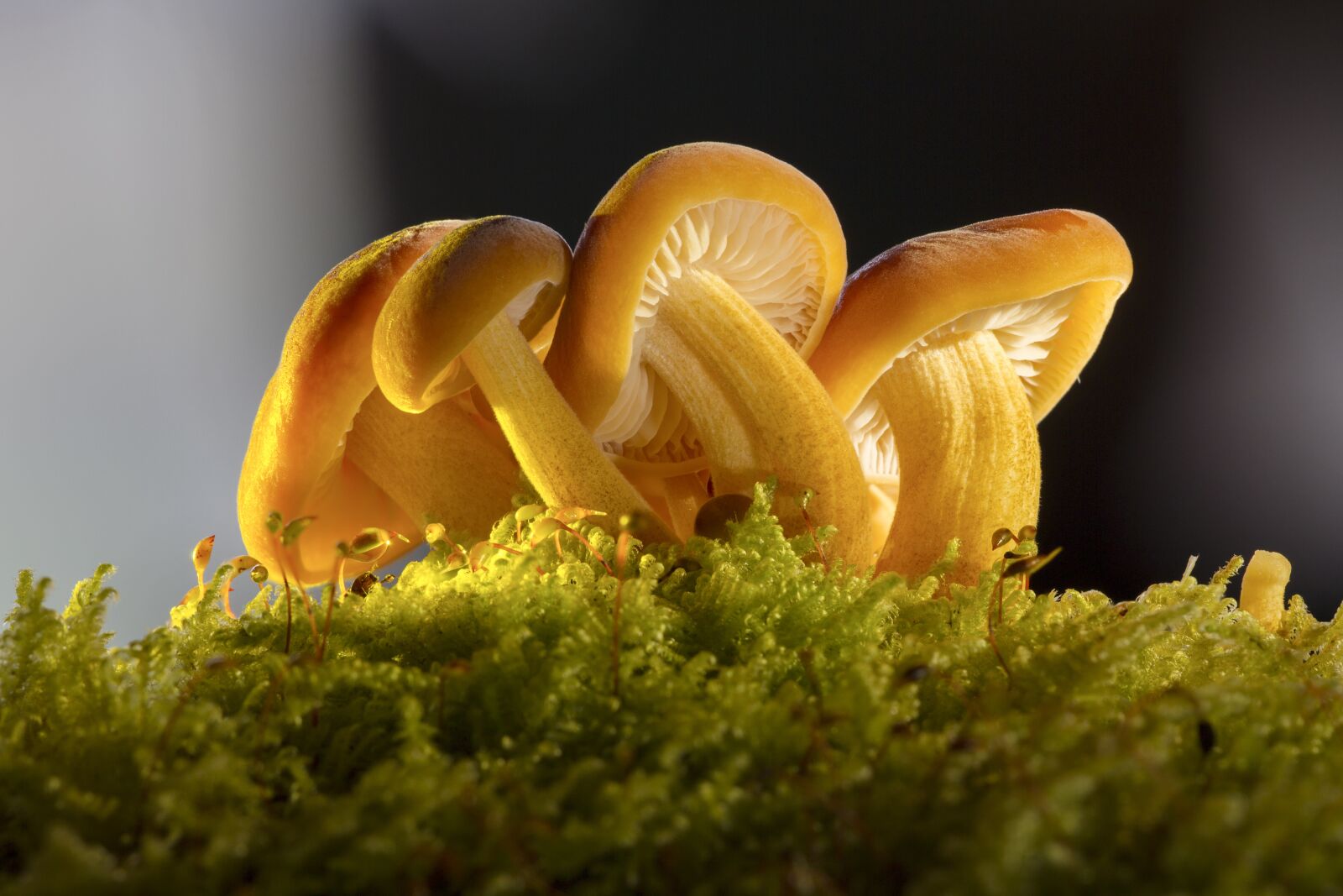 Canon EOS 7D sample photo. Mushroom, mushrooms, nature photography