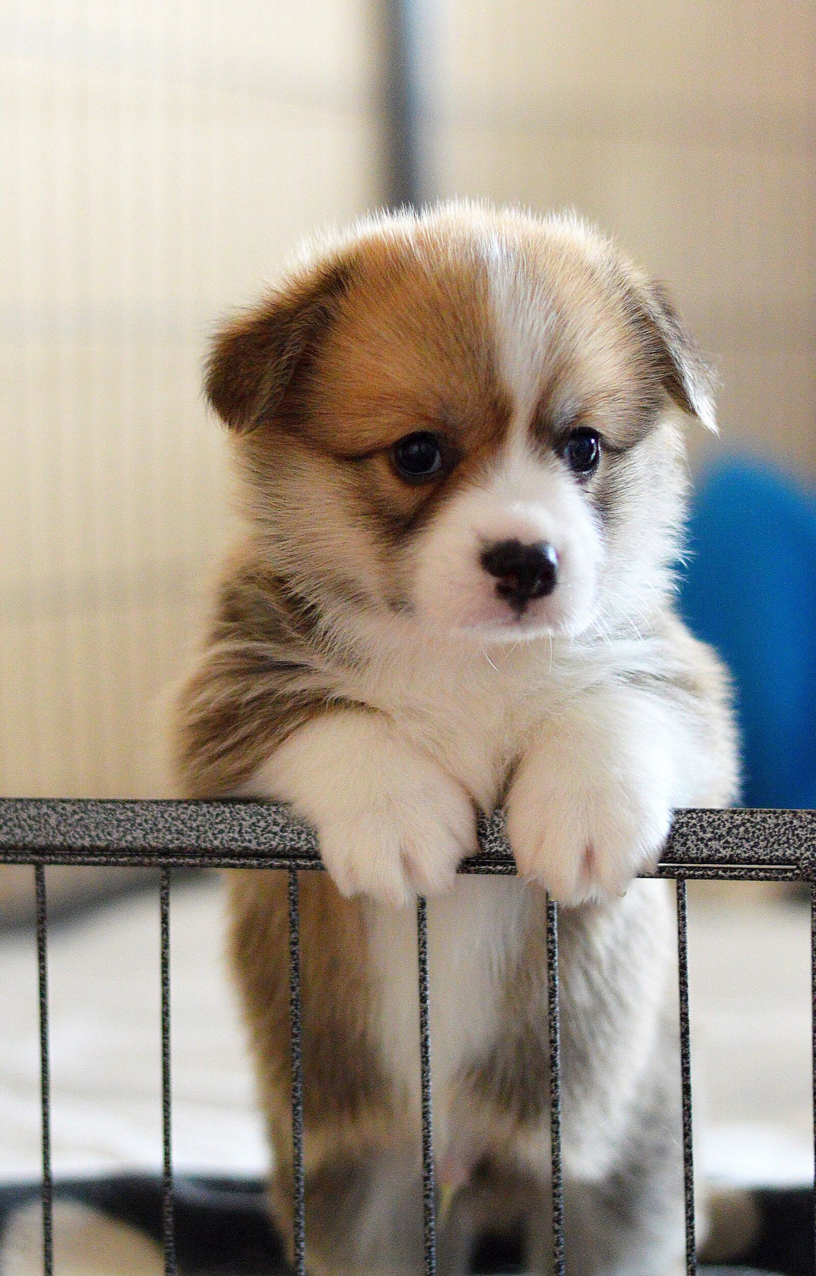 Nikon D3200 sample photo. Welsh corgi pembroke, sight photography