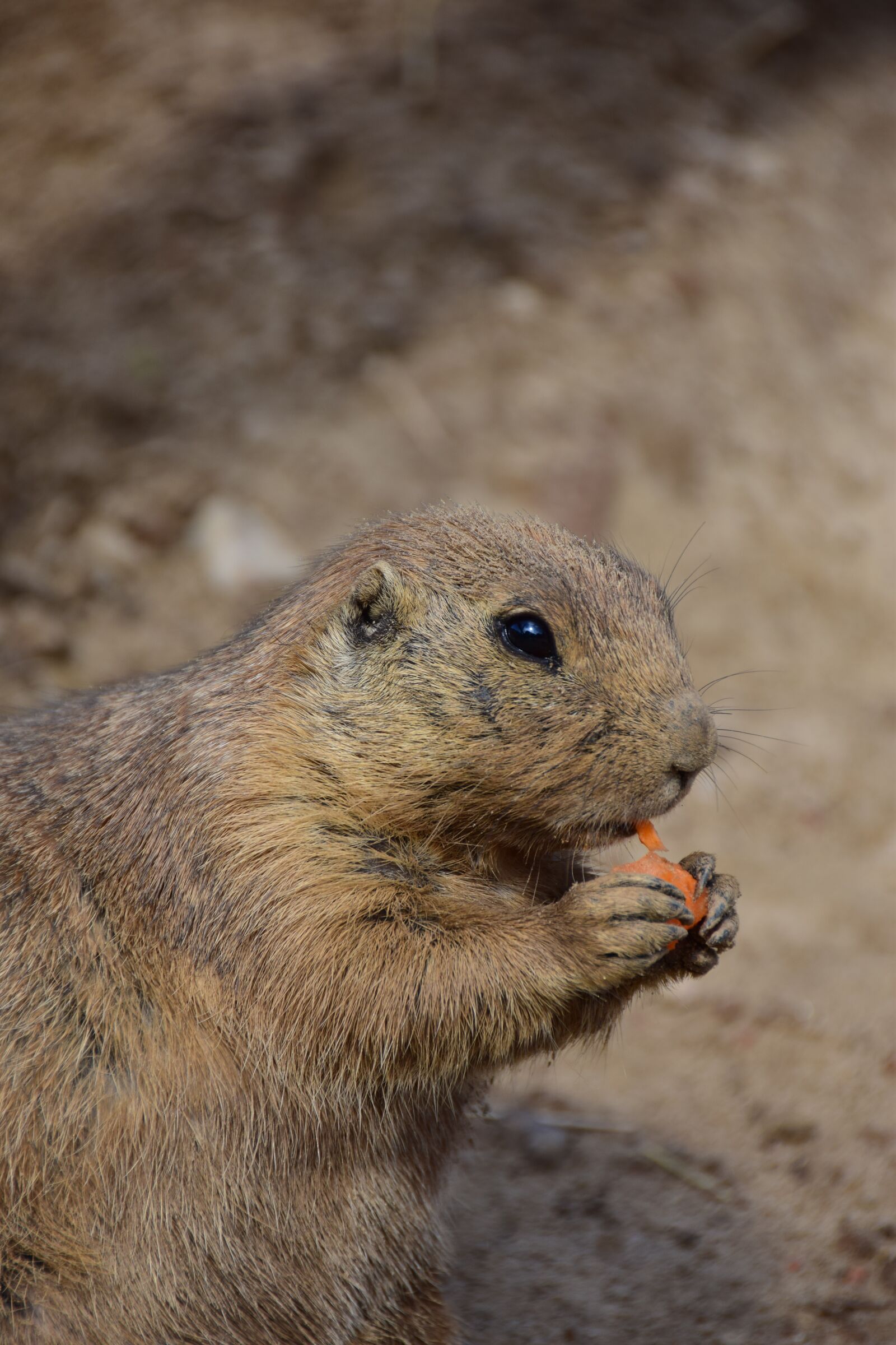 Nikon D5300 sample photo. Meerkat, food, zoo photography