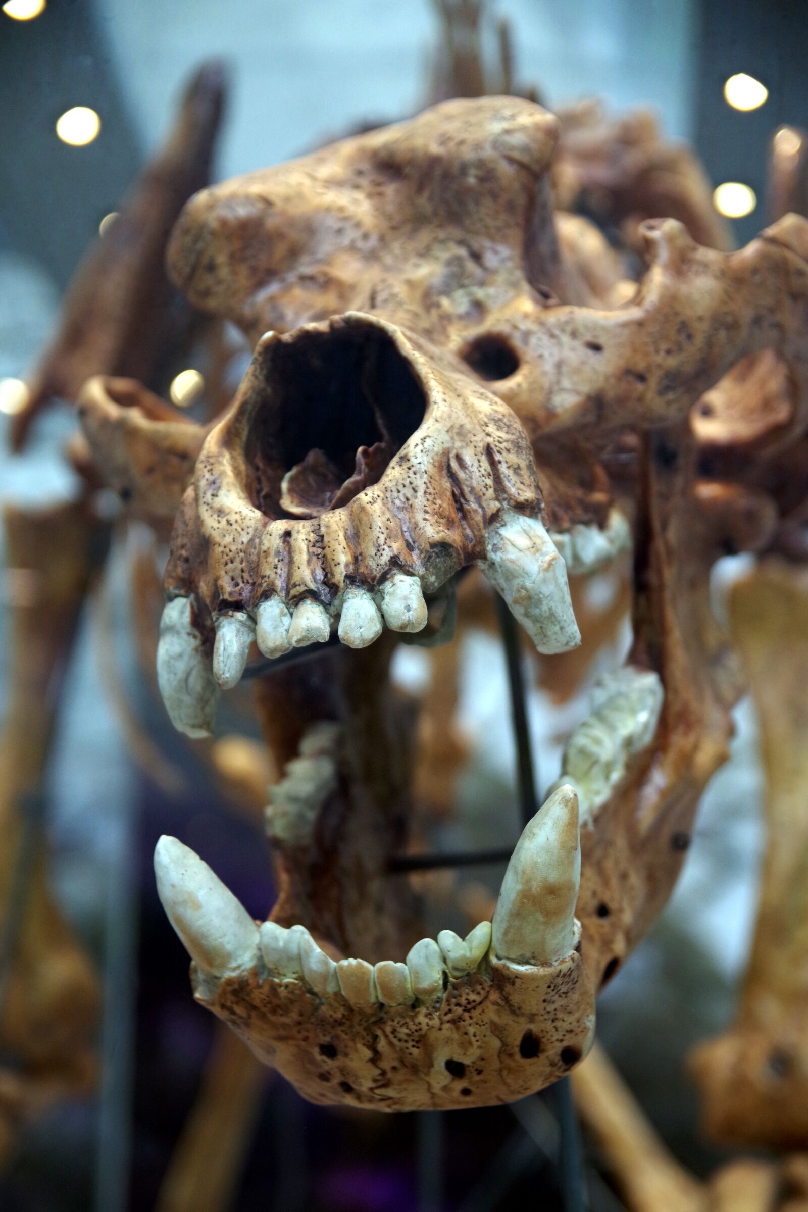 Pentax K-S2 sample photo. Skull, teeth, fangs photography