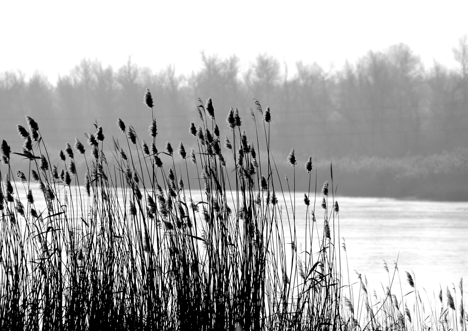 Nikon D3000 sample photo. Reed, river, winter photography