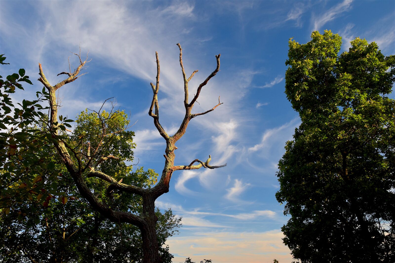 Nikon D3300 sample photo. Tree, sky, green photography