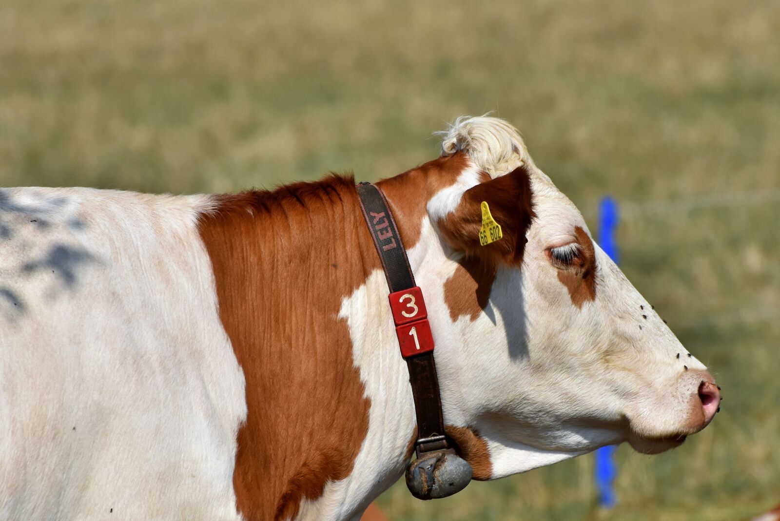 Nikon D7200 sample photo. Cow, beef, cattle photography
