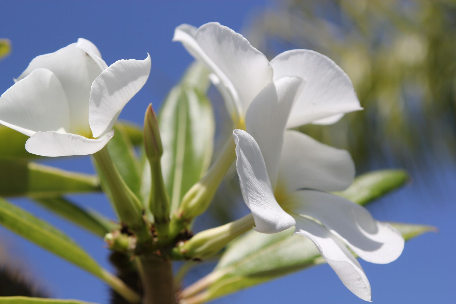 Canon EOS 60D sample photo. Flower, white, nature photography