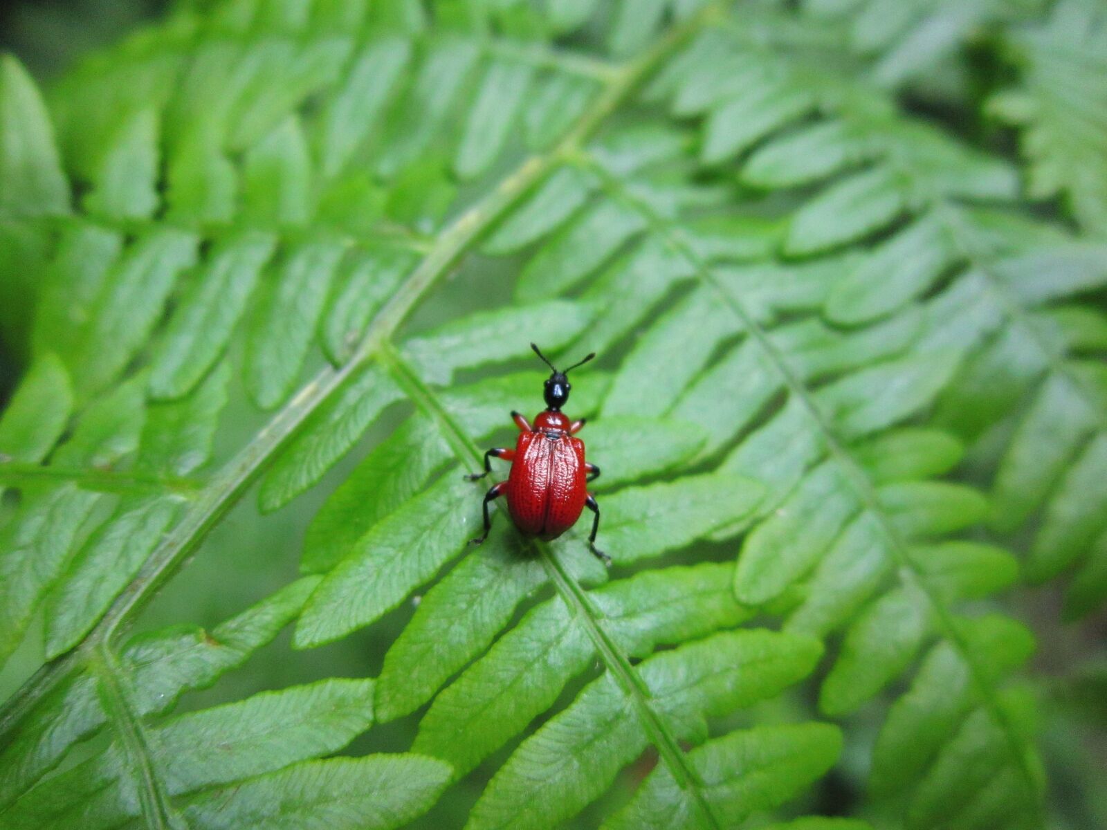 Canon PowerShot A3300 IS sample photo. Apoderus coryli, bug, beetle photography