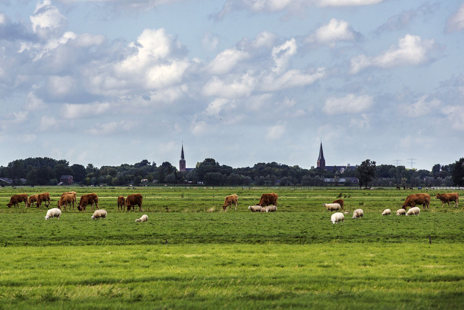 Canon EOS-1D X sample photo. Church, landscape, cows photography