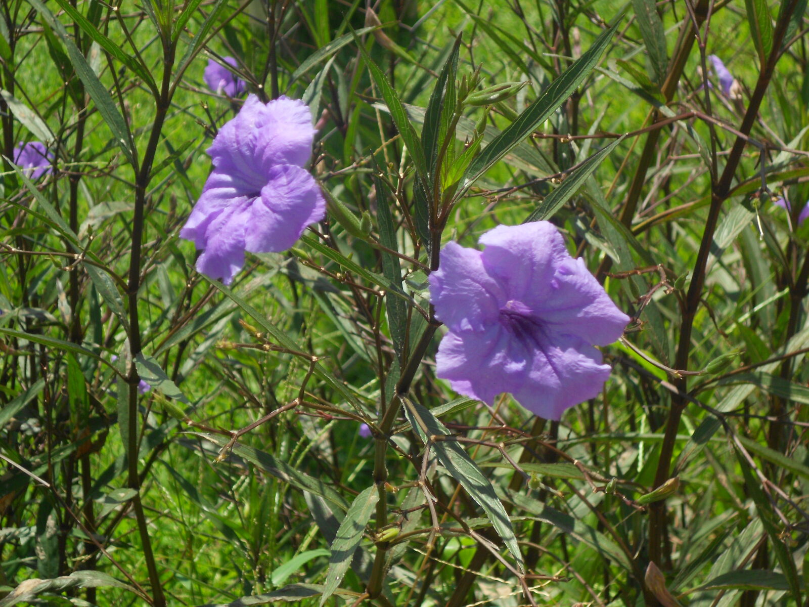 Nikon COOLPIX S2600 sample photo