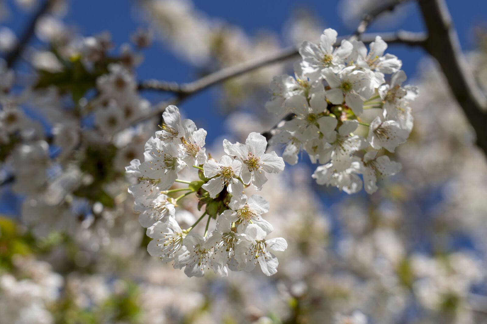 Sony FE 24-105mm F4 G OSS sample photo. Flowers, flowering, spring photography