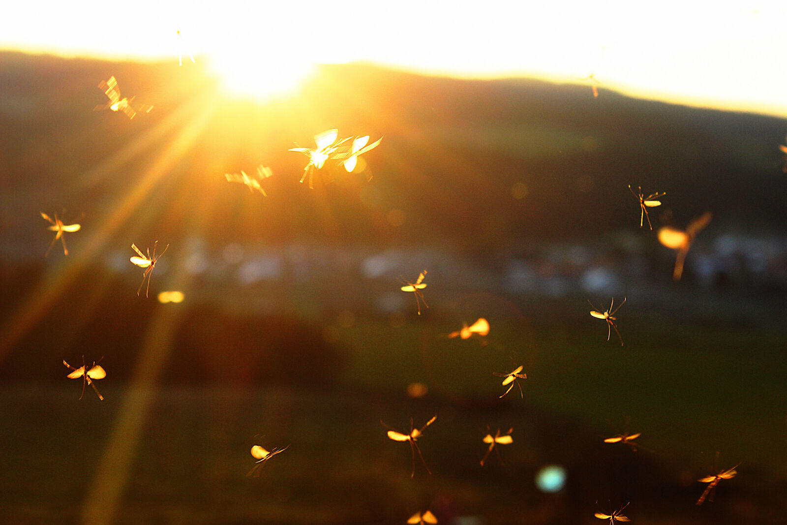 Canon EOS 600D (Rebel EOS T3i / EOS Kiss X5) sample photo. Fly, silhouette, sunset photography