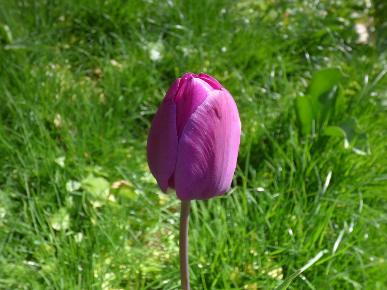 Panasonic DMC-FZ72 sample photo. Tulip, spring, flower photography