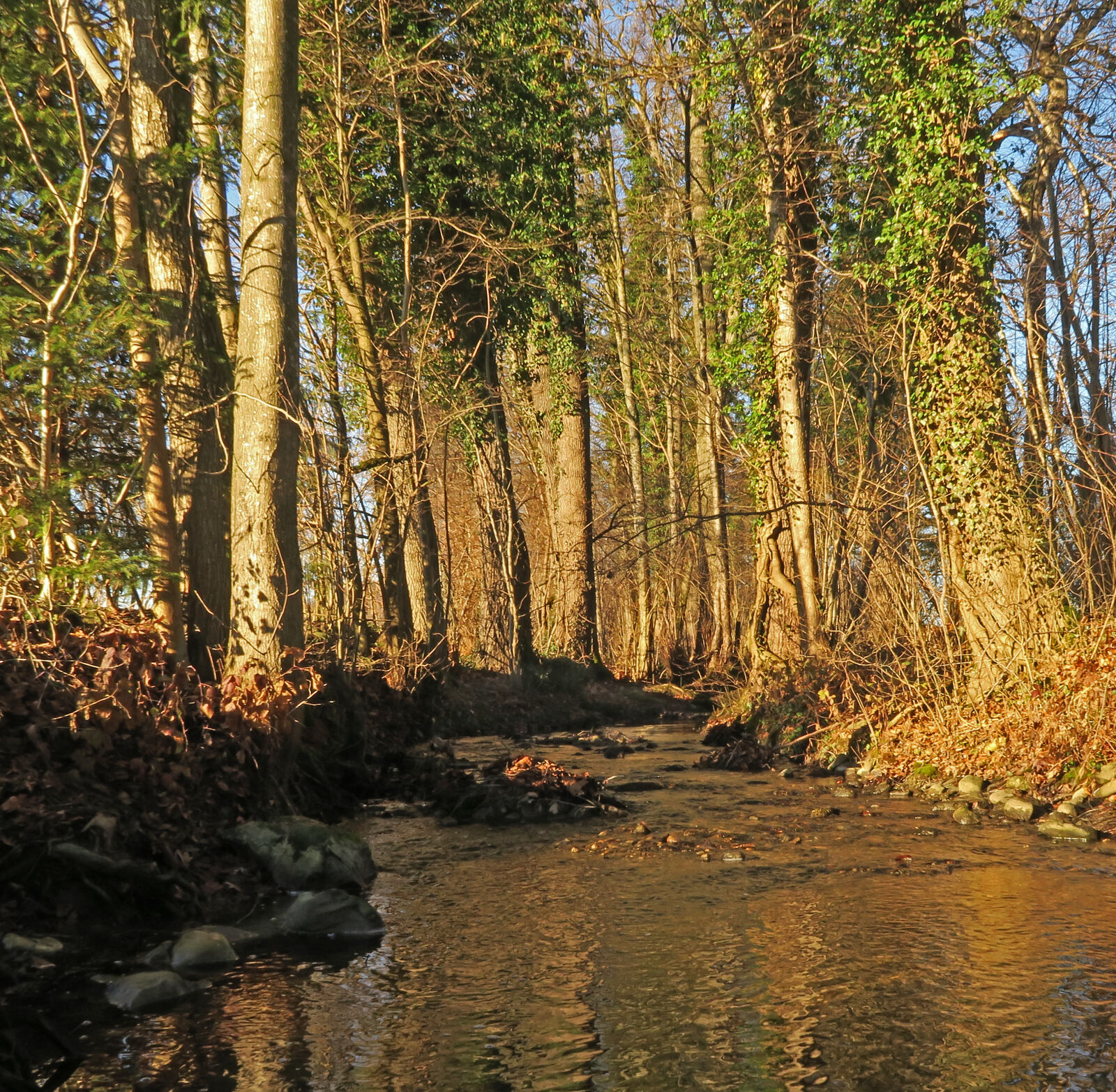 Canon PowerShot G7 X sample photo. Green, stream, trees, water photography
