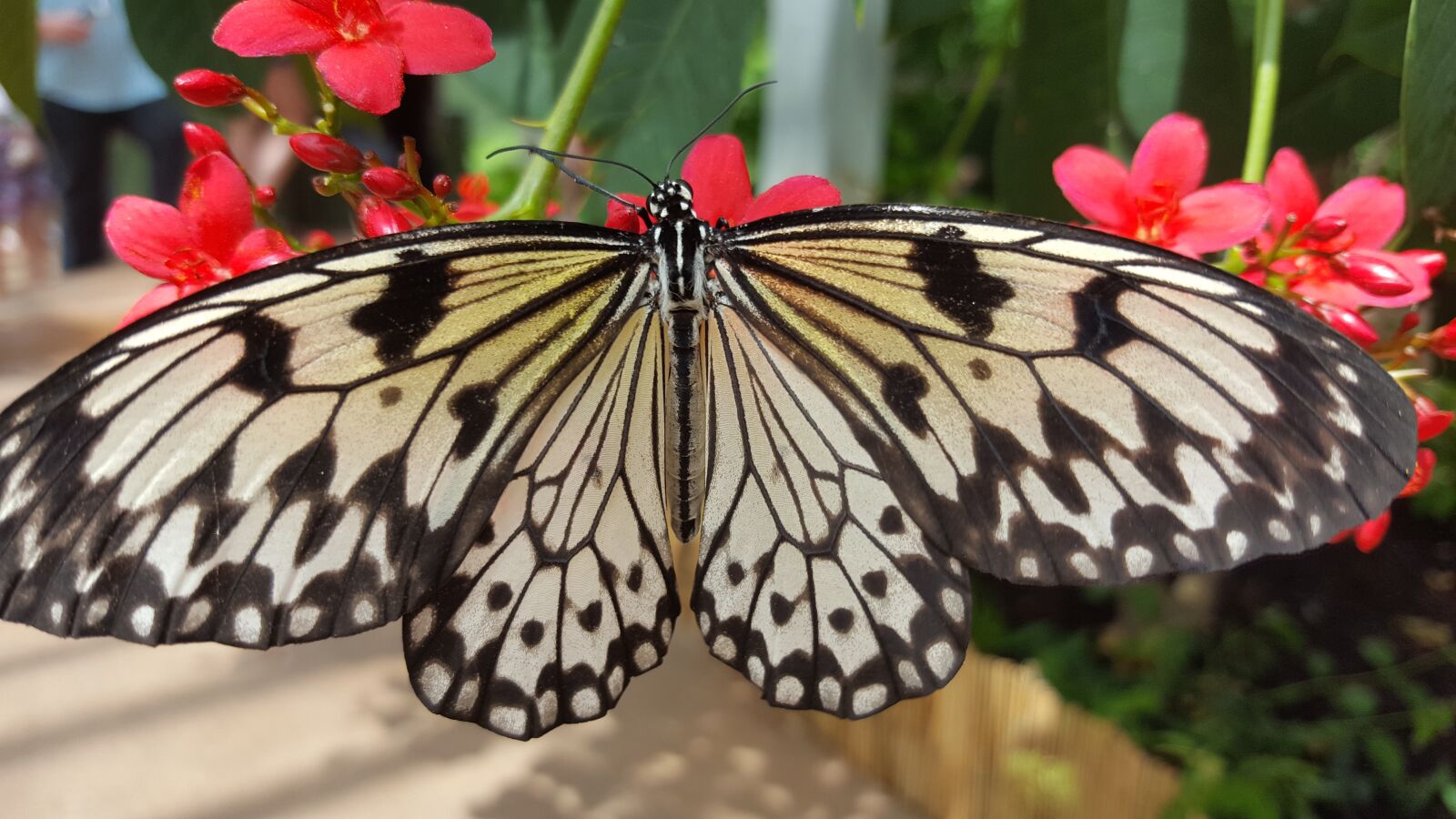 Samsung Galaxy S6 sample photo. Butterfly, wings, colors photography