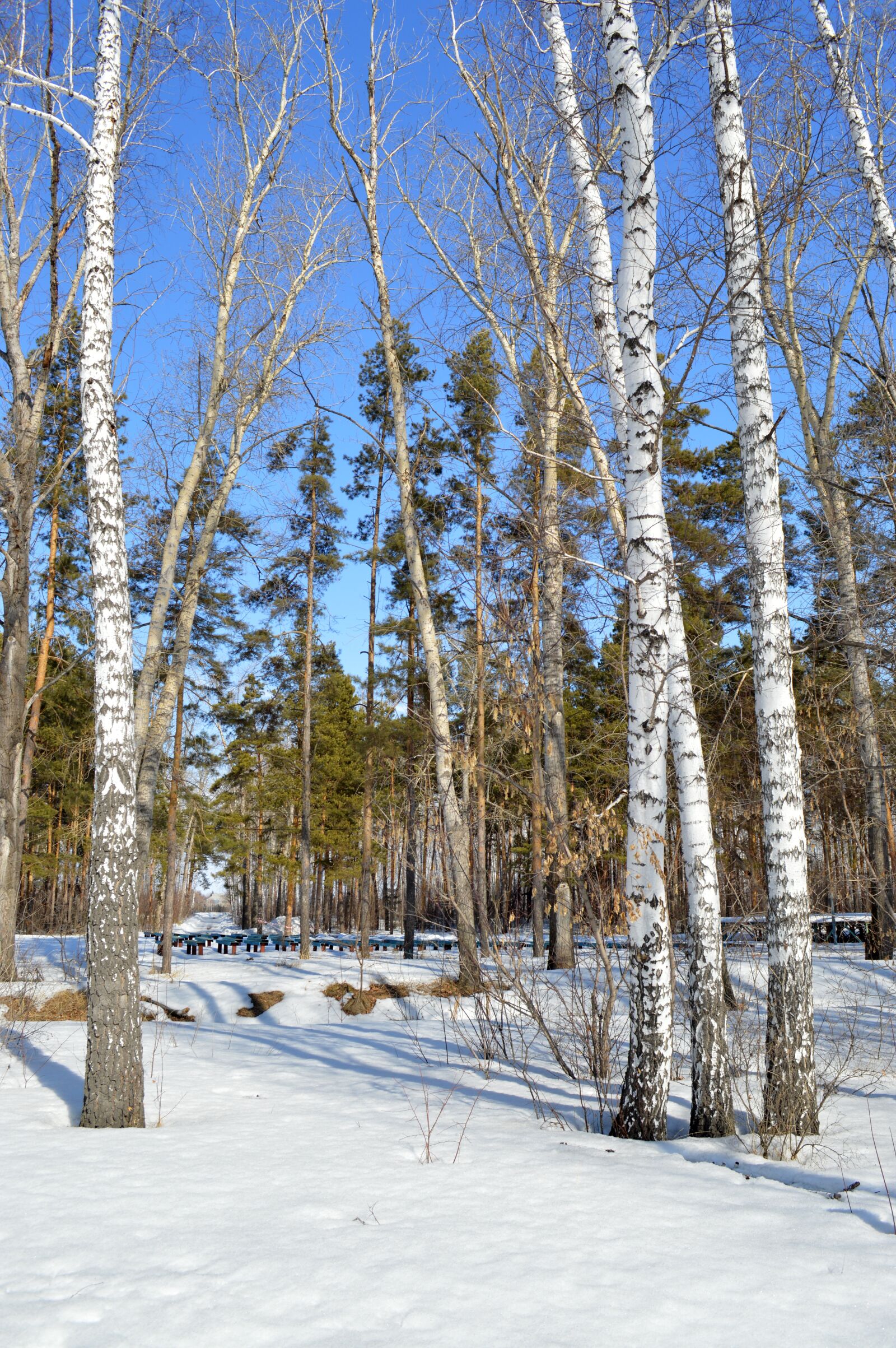 Nikon D3200 sample photo. Park, spring, nature photography