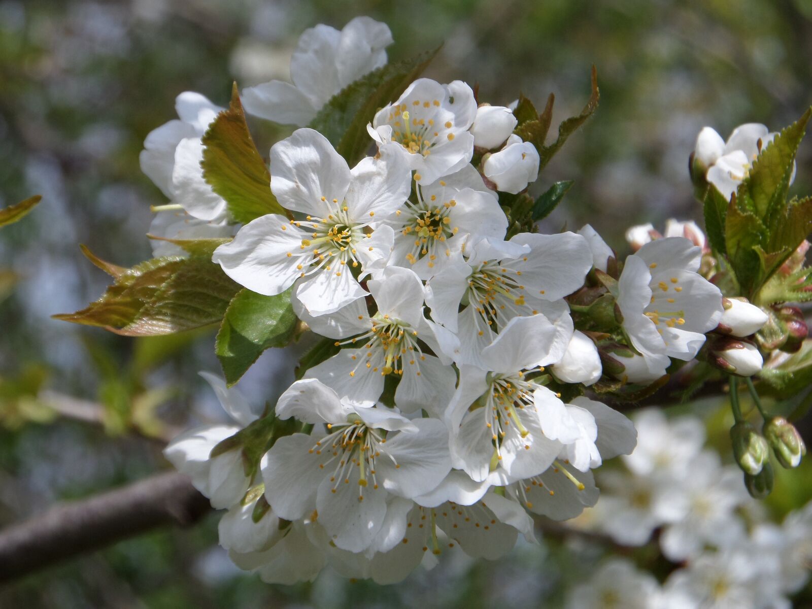 Samsung WB200F/WB201F/WB202F sample photo. Cherry blossom, cherry flower photography