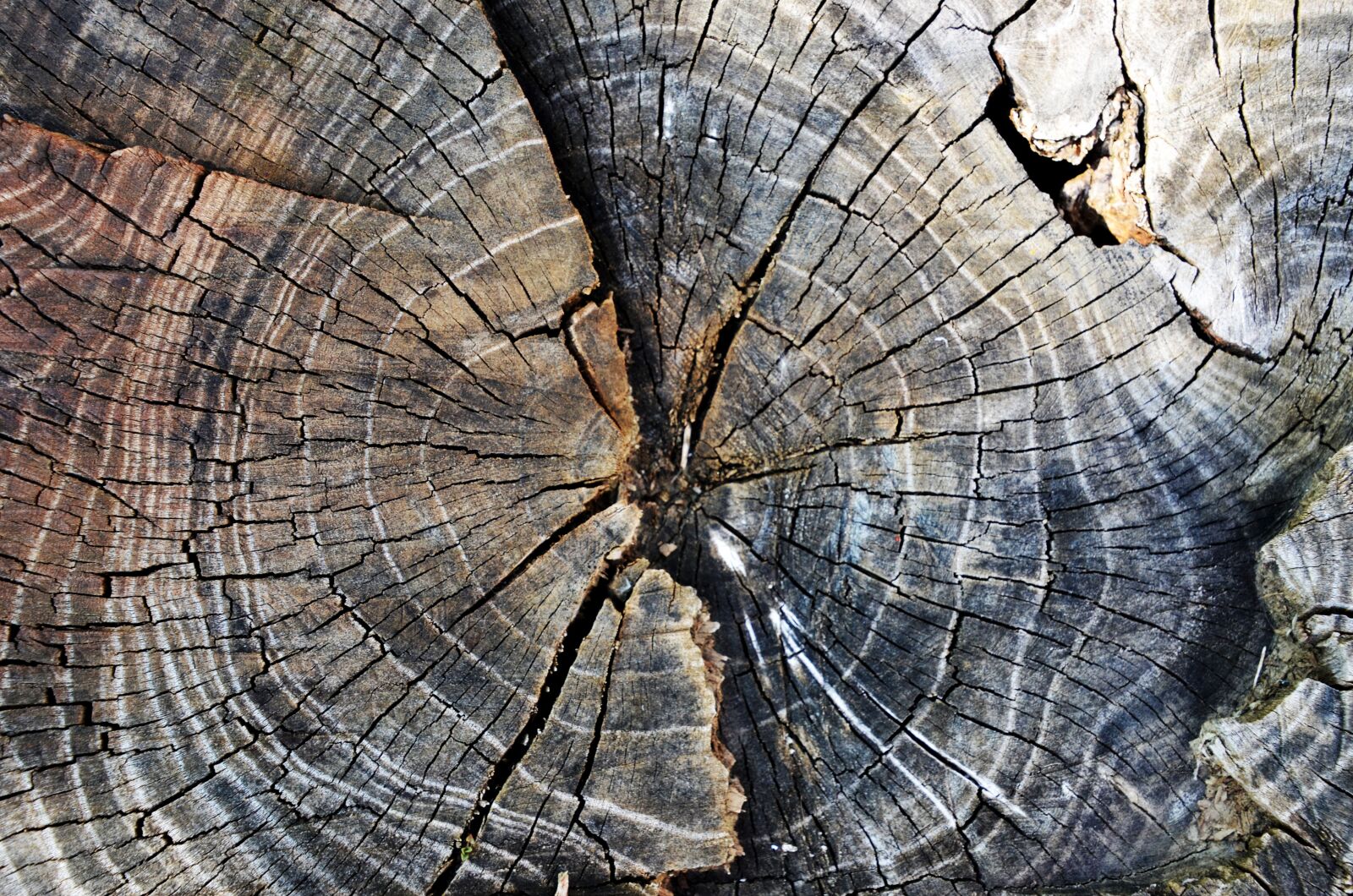 Nikon D7000 sample photo. Growth-ring, old, log photography