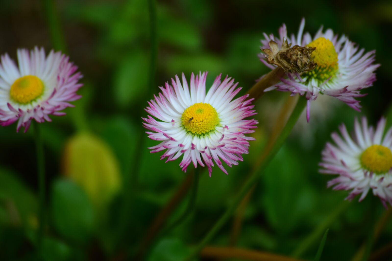 Nikon D5300 sample photo. Garden, flowers, roses photography