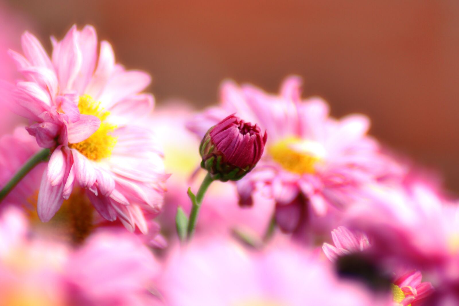 Canon EOS 1300D (EOS Rebel T6 / EOS Kiss X80) sample photo. Chrysanthemum, flower, nature photography