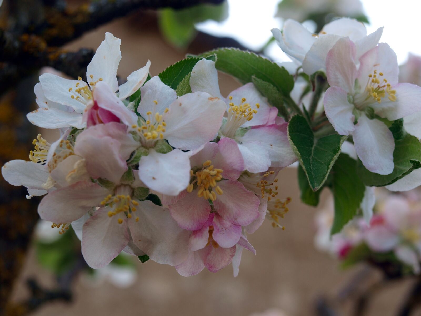 Olympus E-420 (EVOLT E-420) sample photo. Flower apple tree, flowers photography