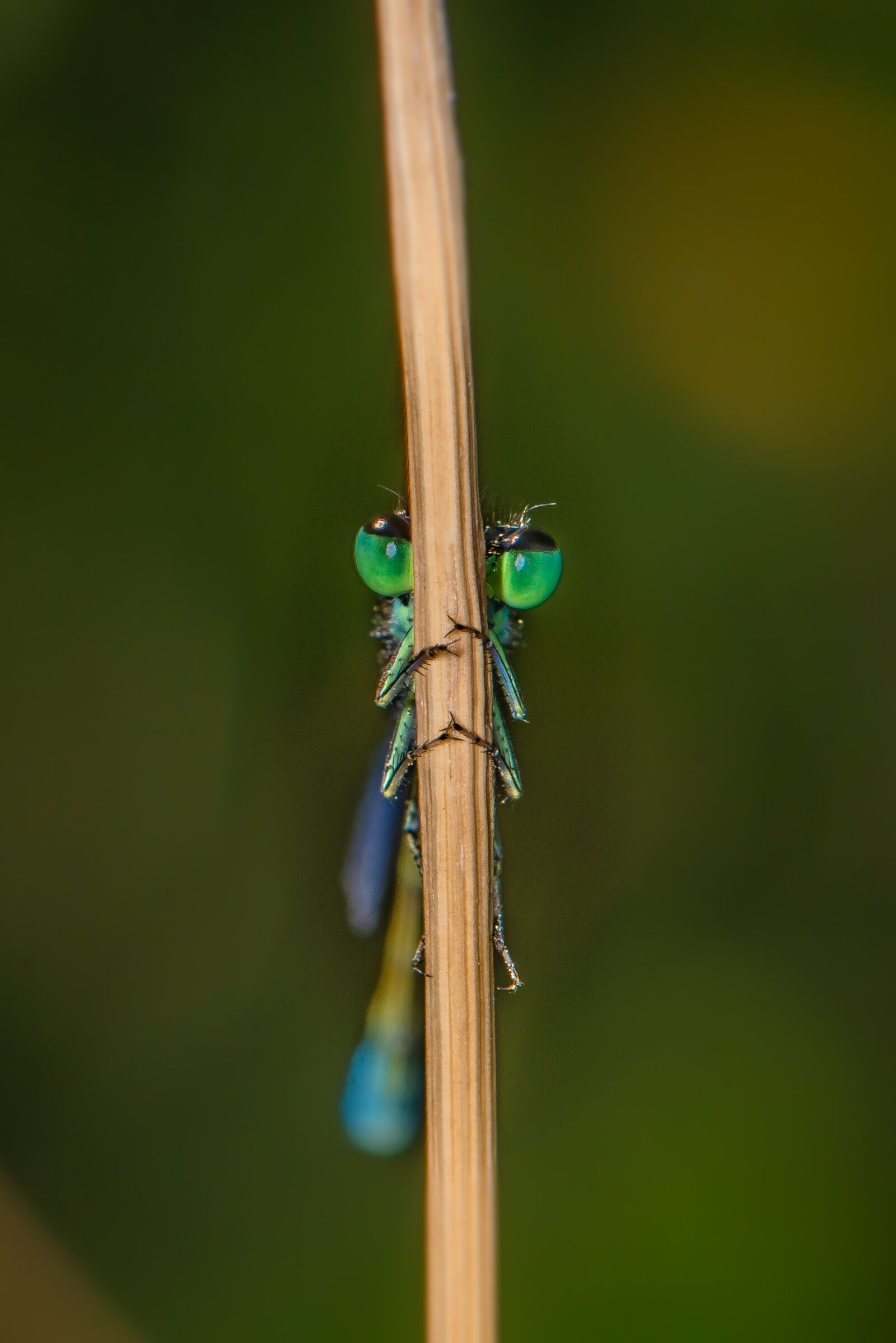 Nikon D800 sample photo. Dragonfly, close up, insect photography