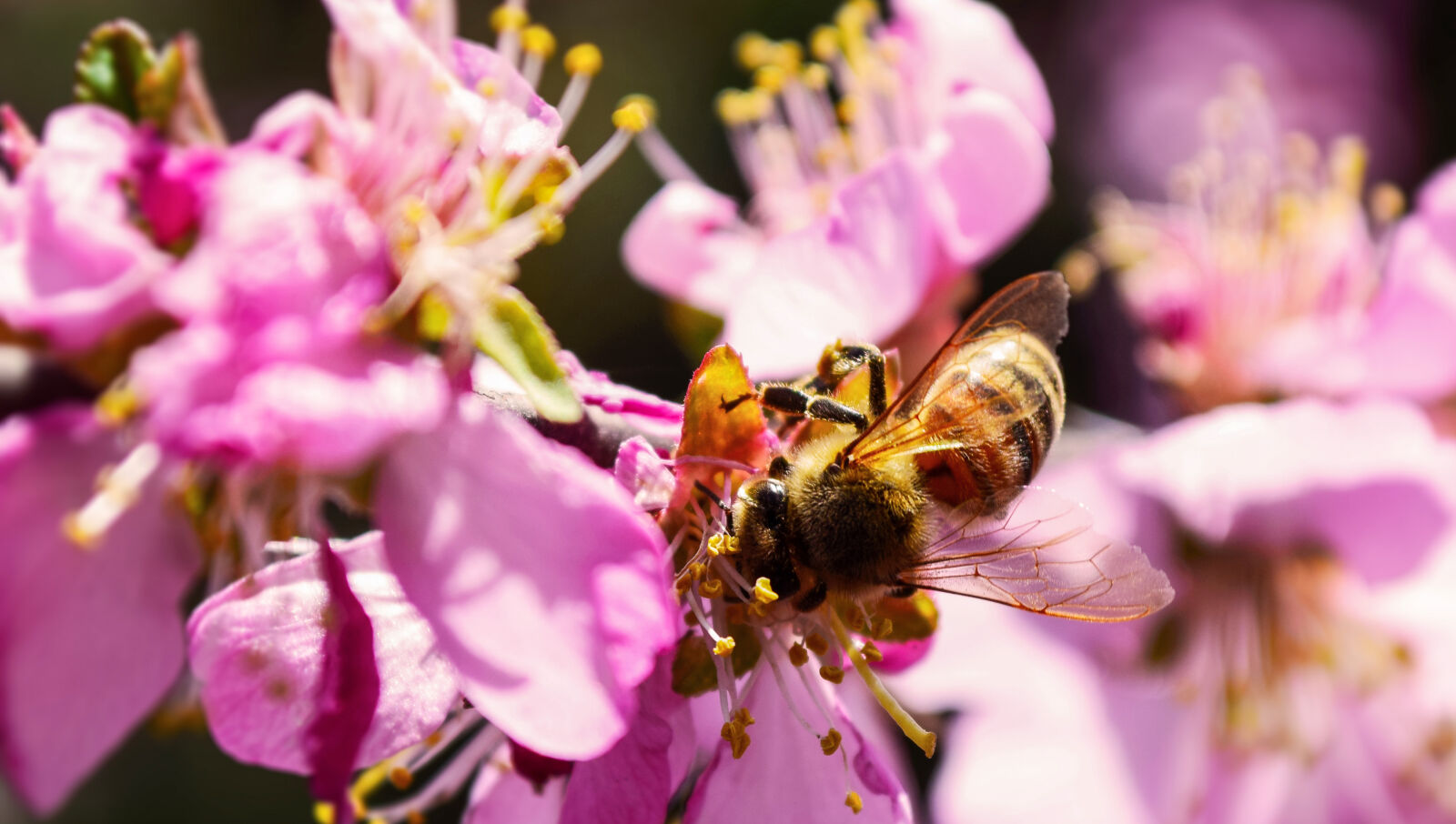 Nikon D5300 sample photo
