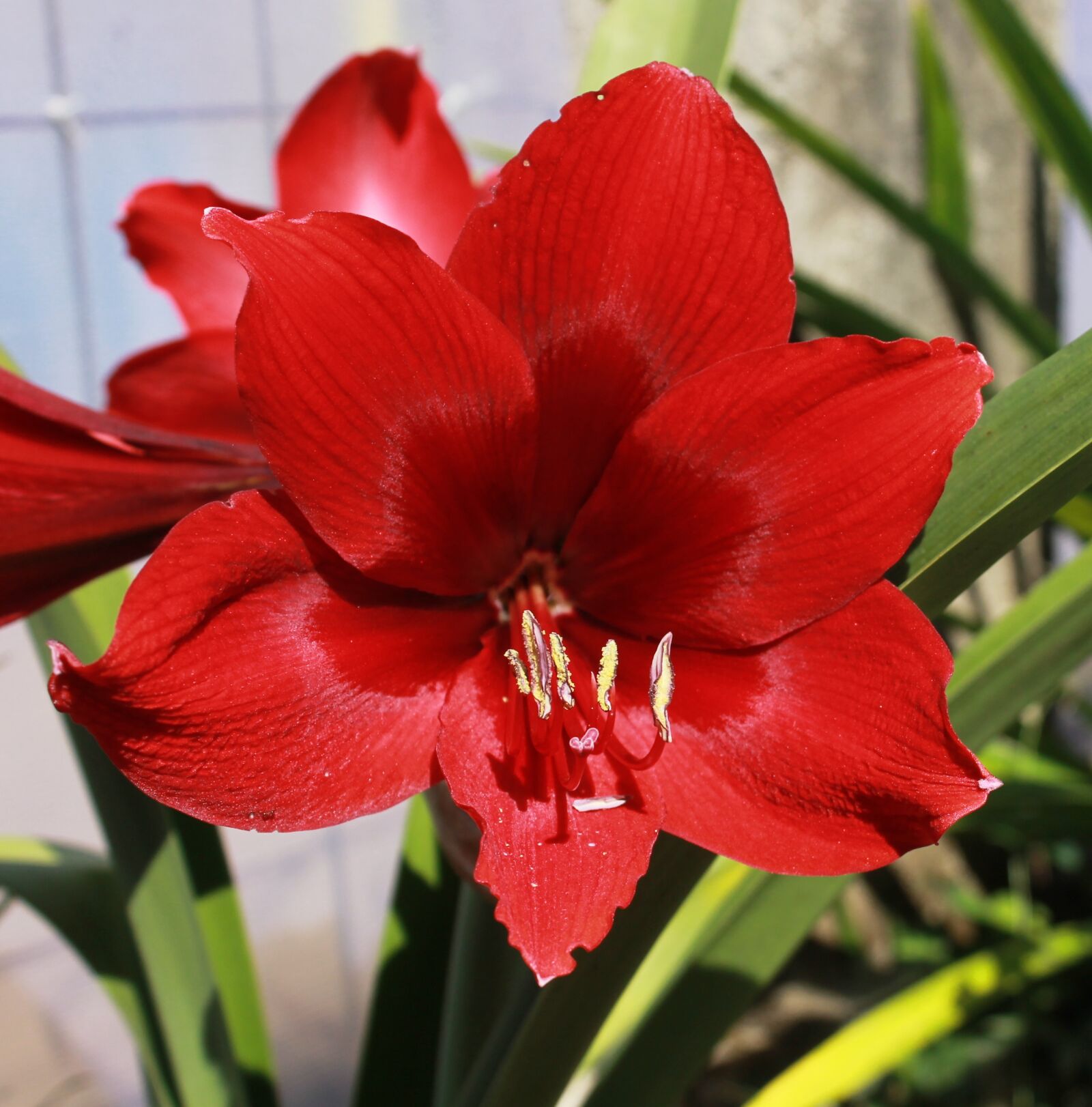 Canon EOS 1100D (EOS Rebel T3 / EOS Kiss X50) sample photo. Lily, flower, bloom photography