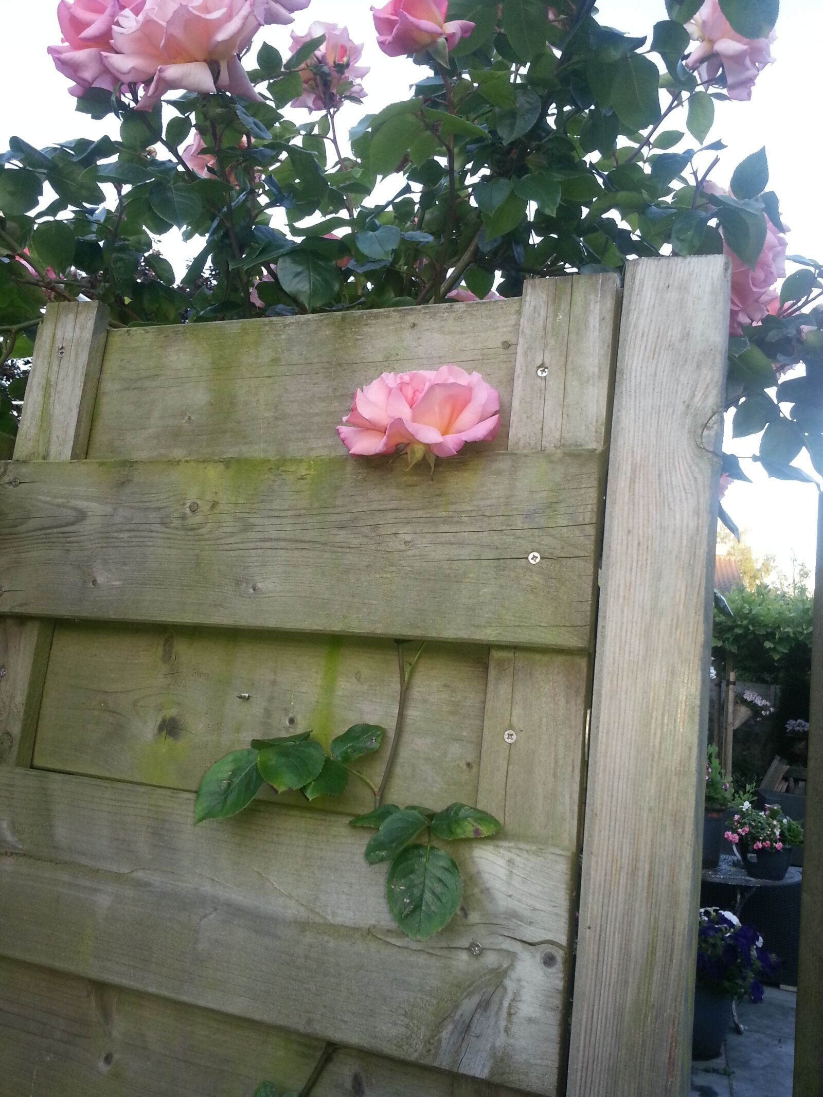 Samsung Galaxy S3 sample photo. Value, folmer, sneek photography